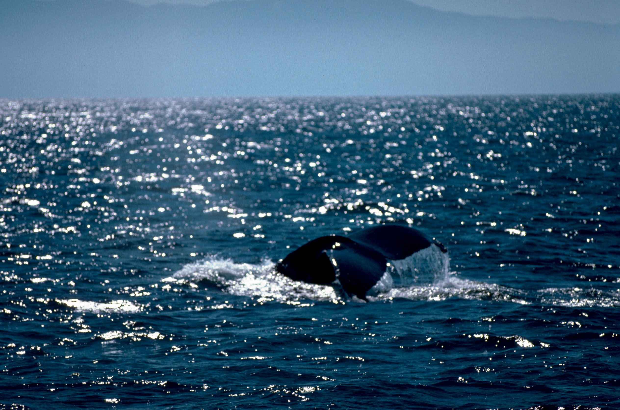 Marine mammal humpback whale mammal animal