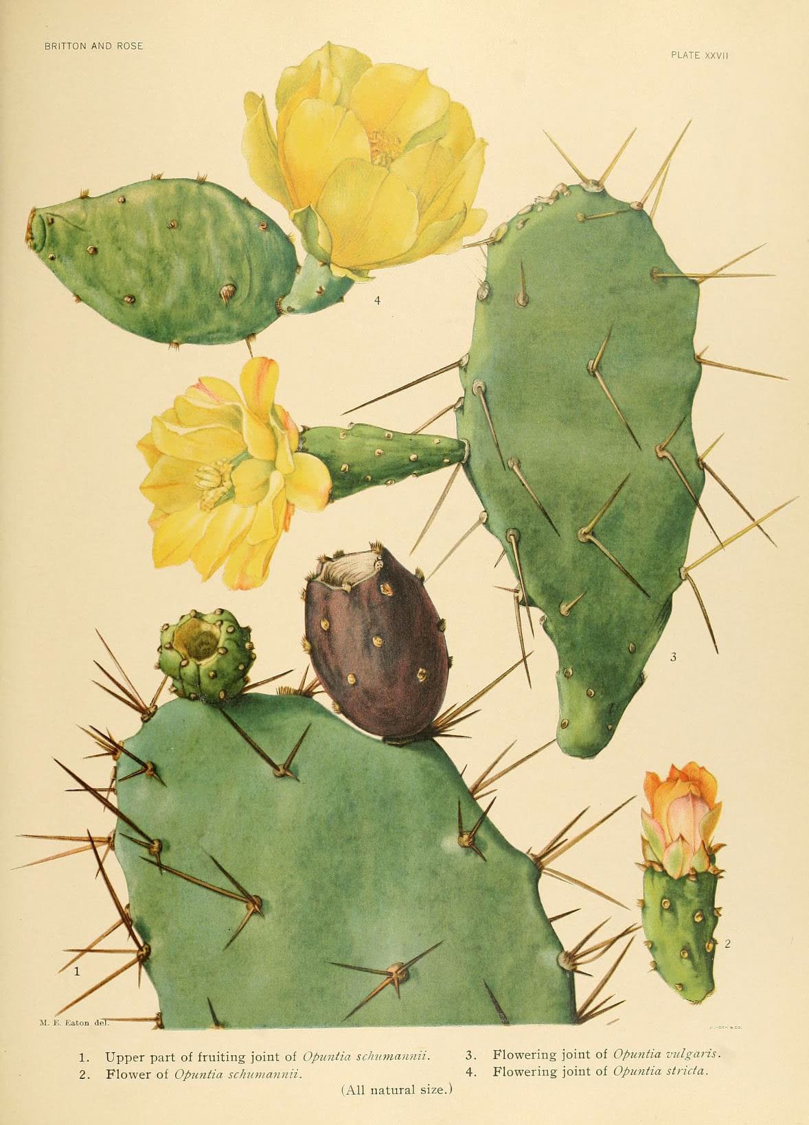 The Cactaceae (Plate XXVII) (6025954357)