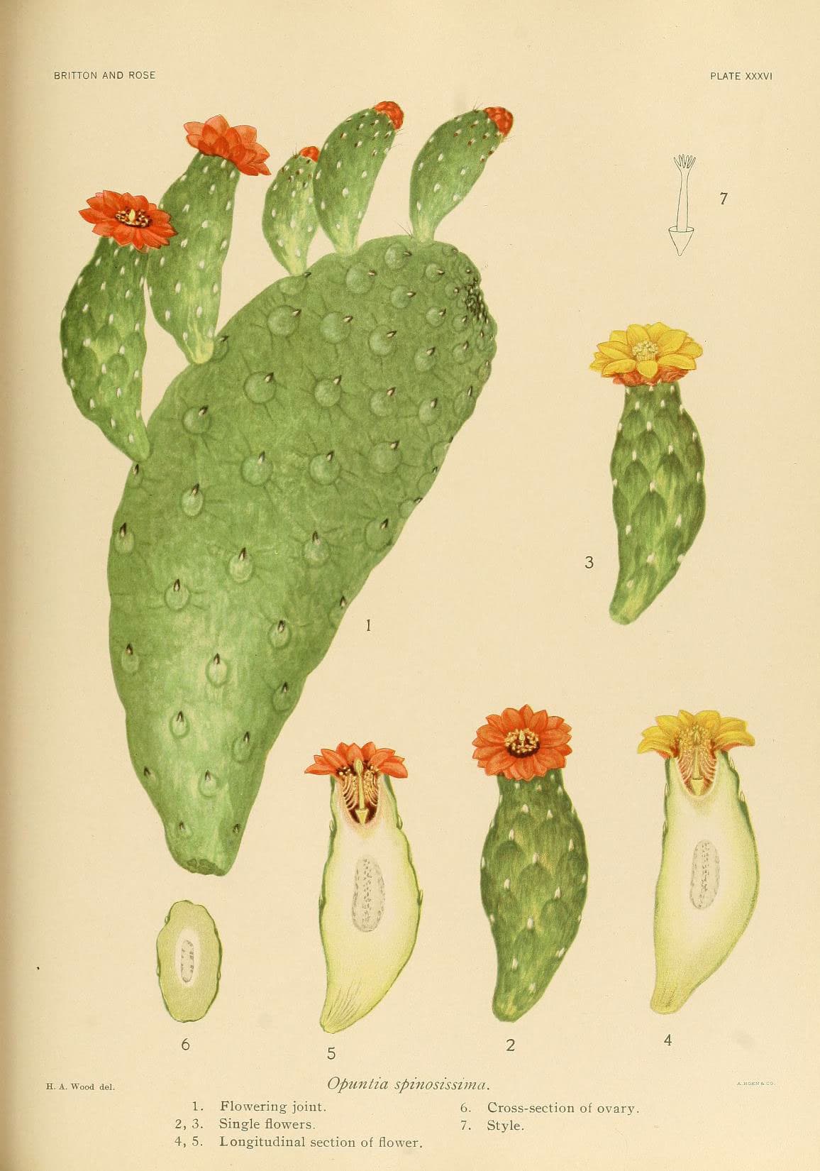 The Cactaceae (Plate XXXVI) (6026512628)
