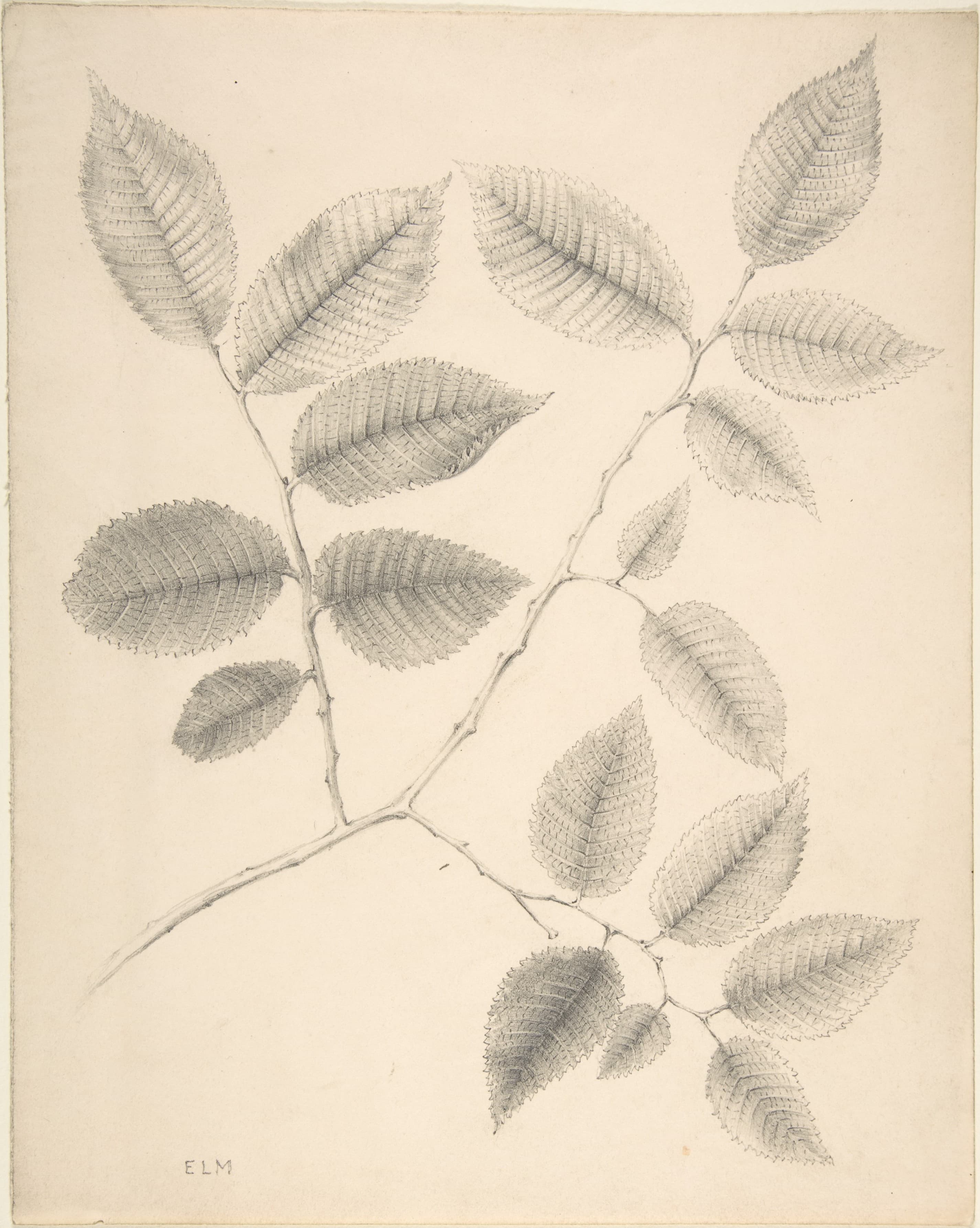 Elm Leaves MET DP806096