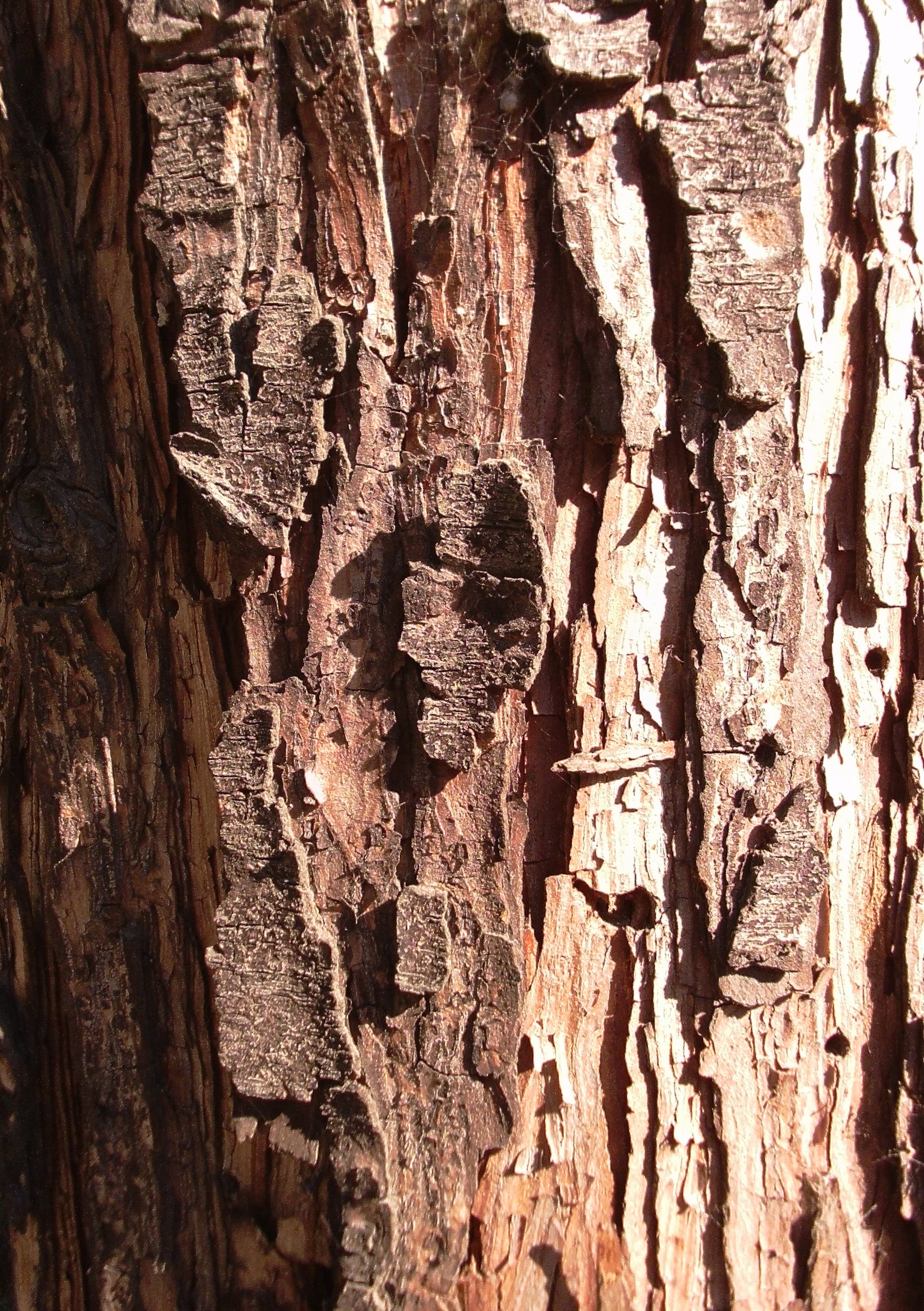 Tree Bark Out Front.