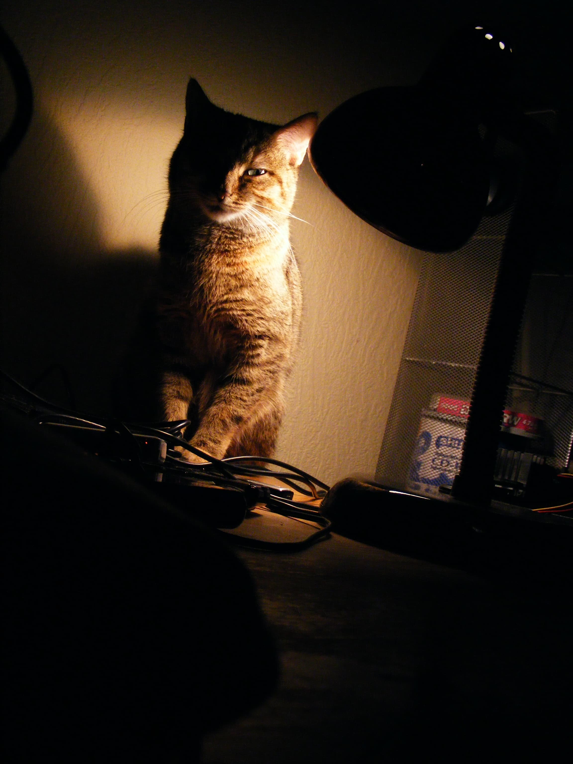 Katze (Tabby) sitzt neben einer Lampe