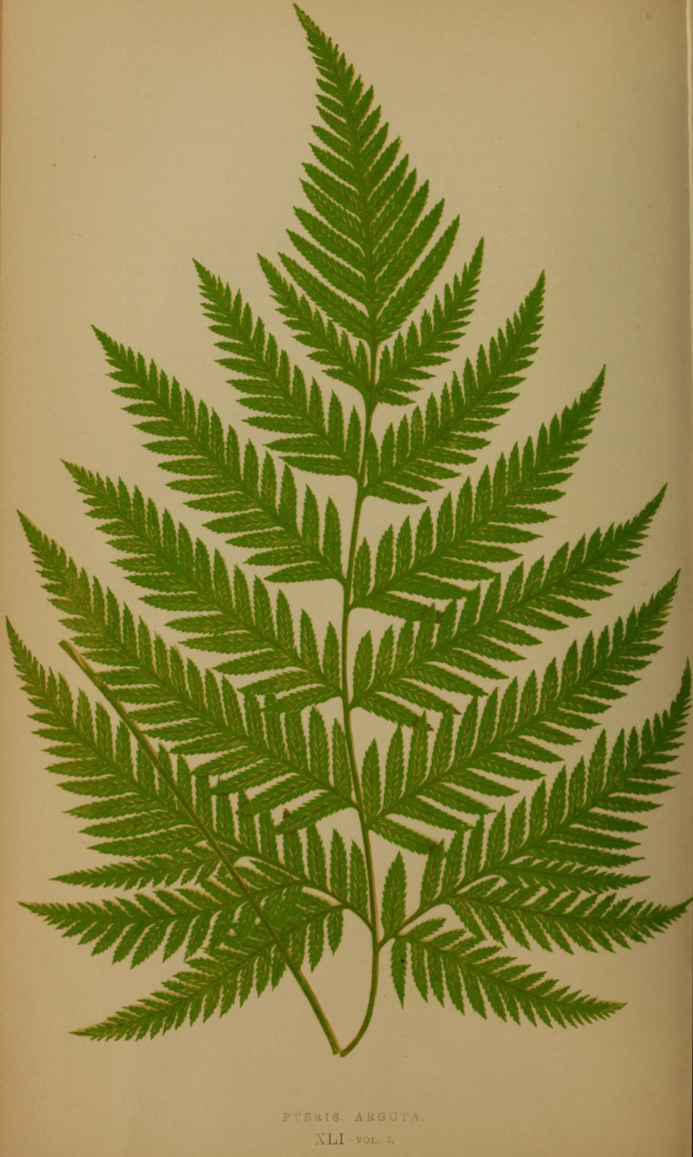Ferns- British and exotic (10292137896)