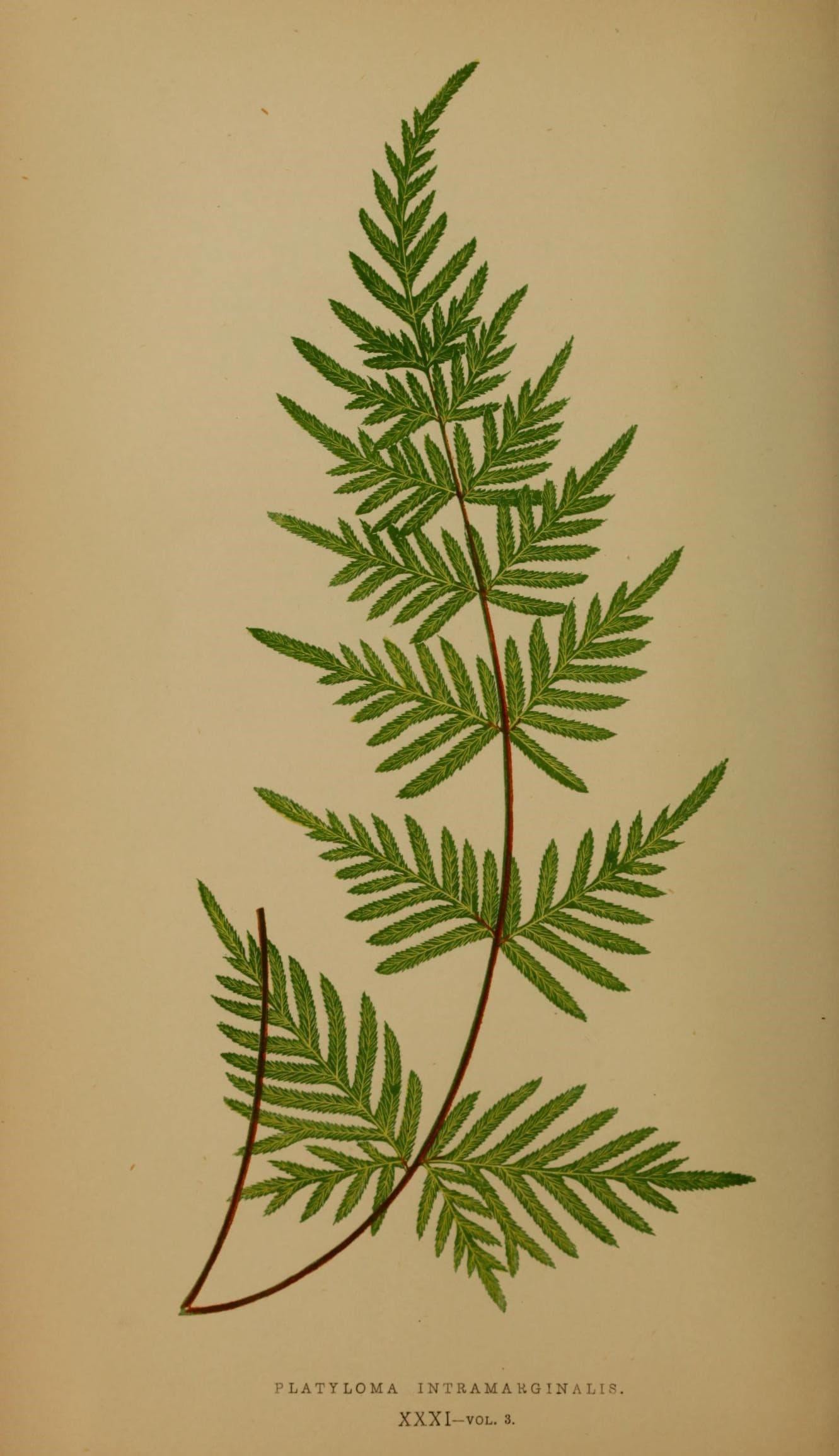 Ferns- British and exotic (10292231153)