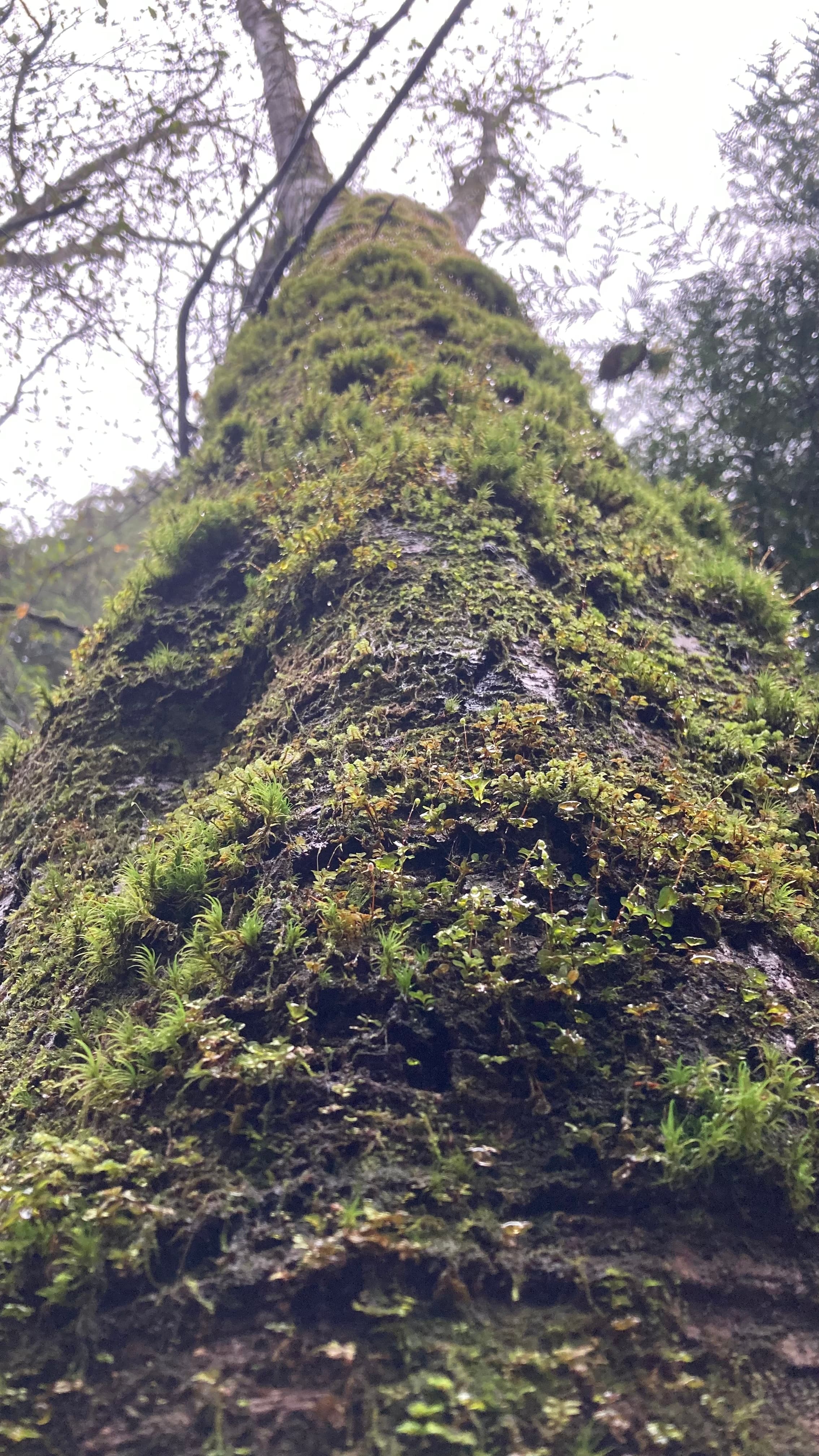 Pacific spirit moss on tree plantae