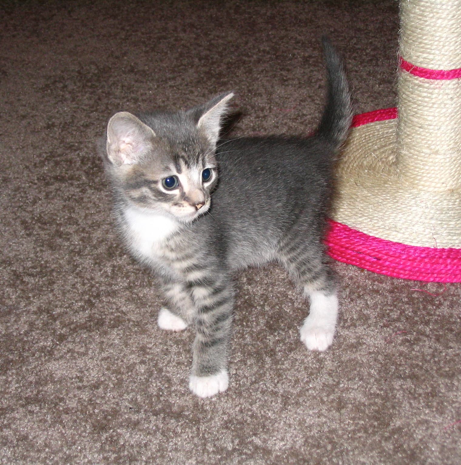 Tabby kitten profile standing facing right