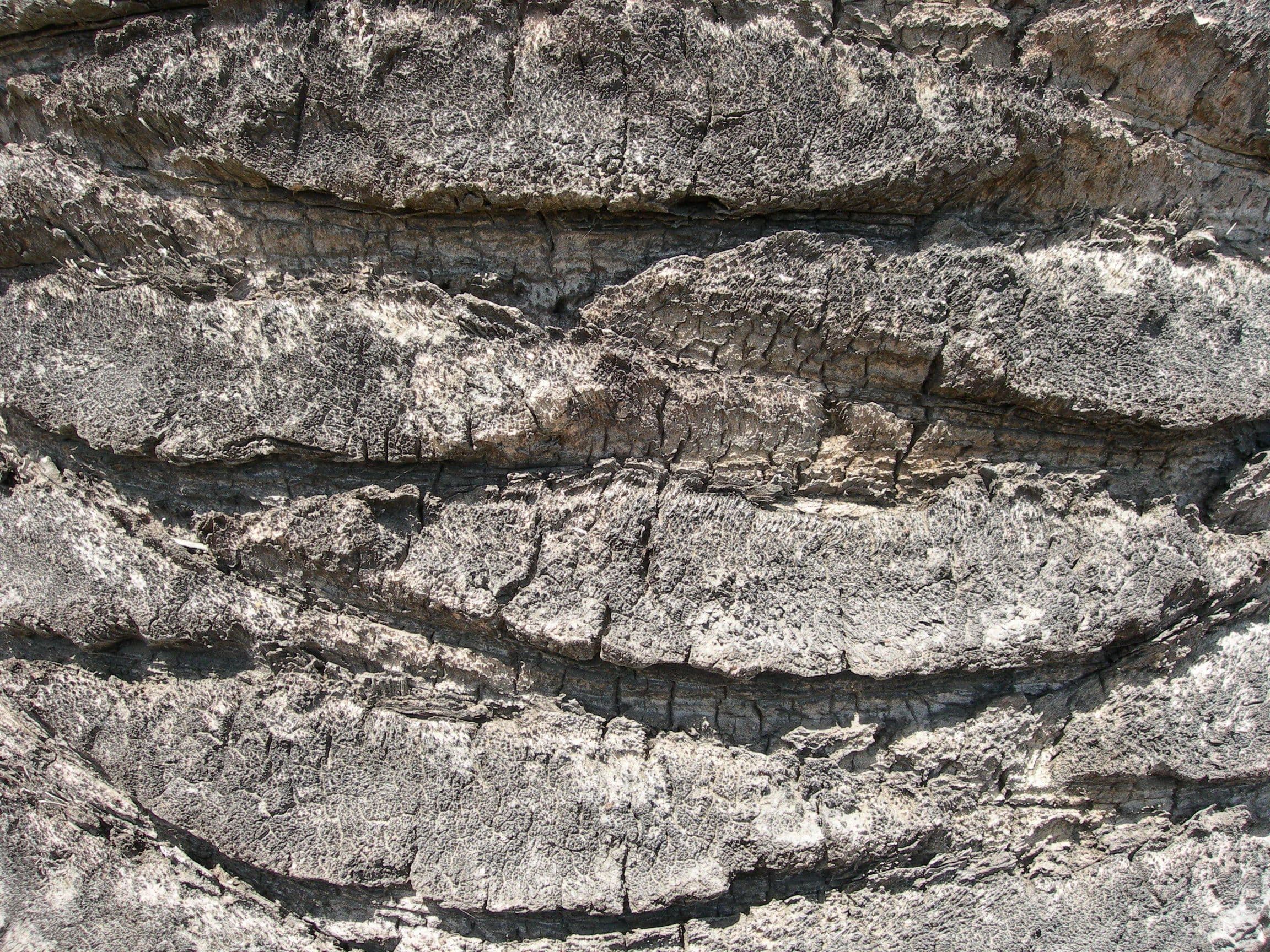 Tree bark detailed