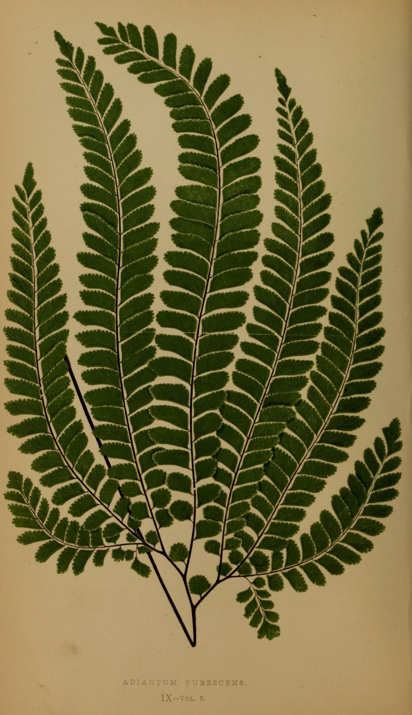 Ferns- British and exotic (10292028886)