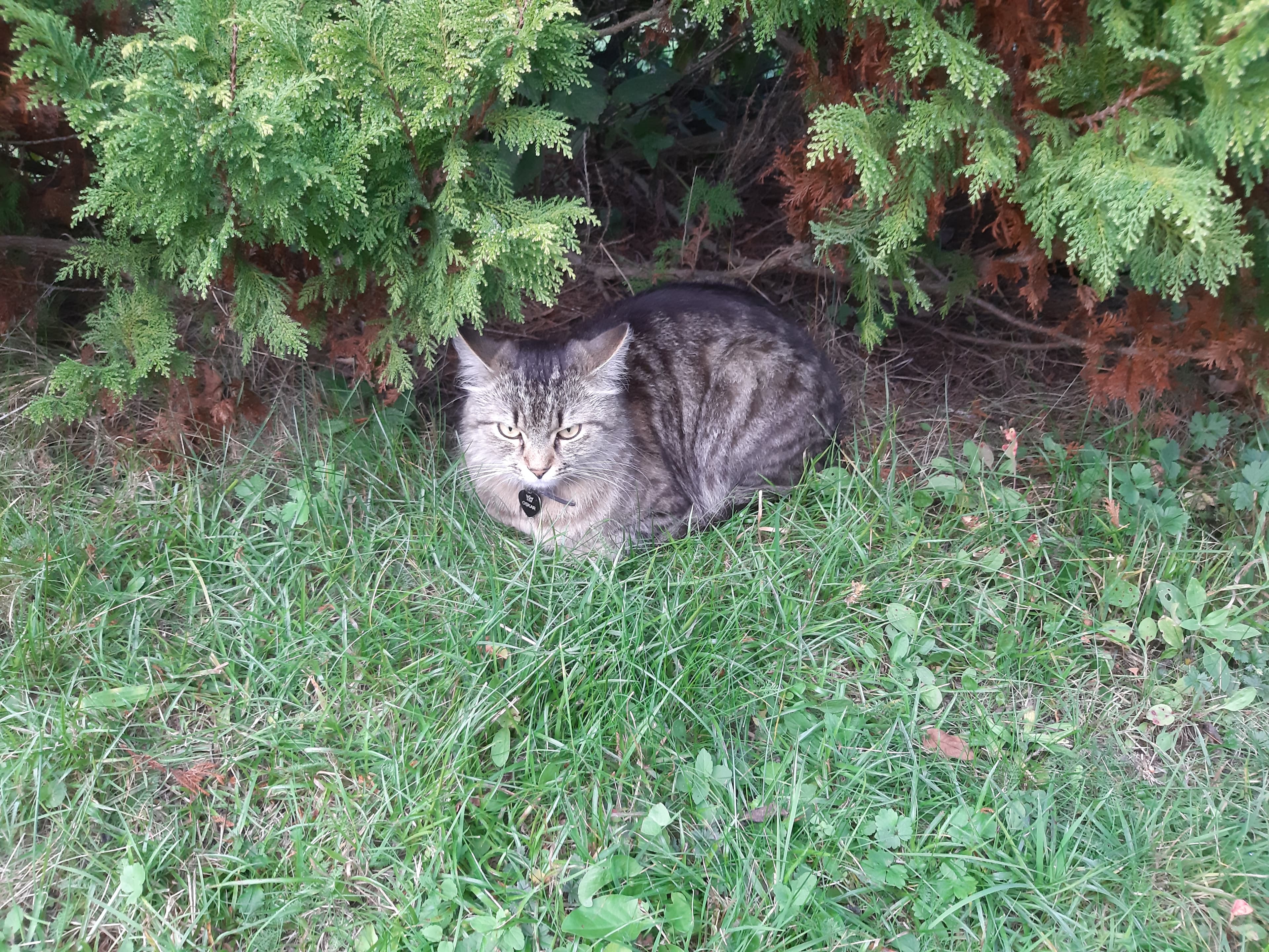 Tabby cat Oskar 20221028 164120