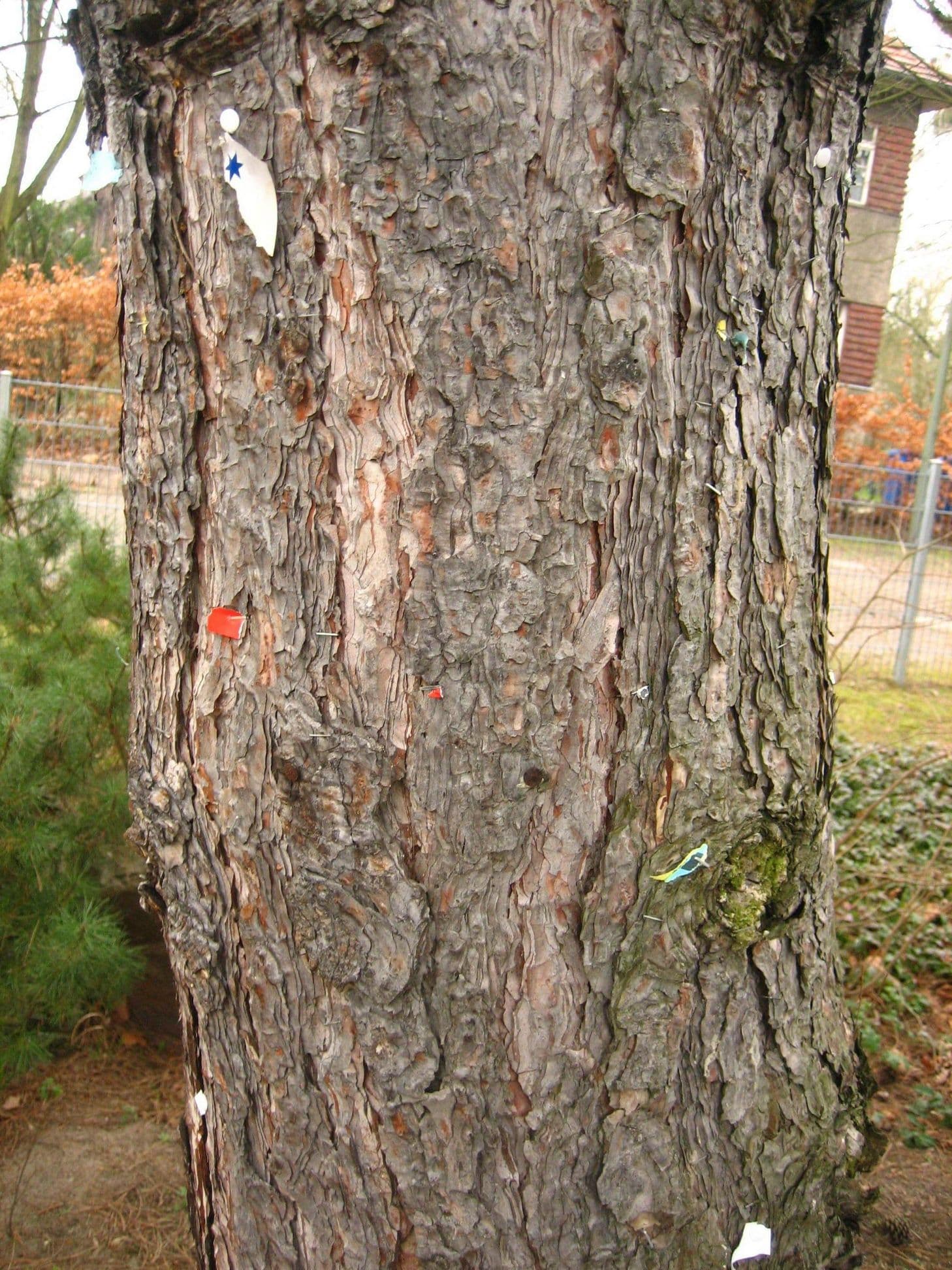 Tree bark cortex