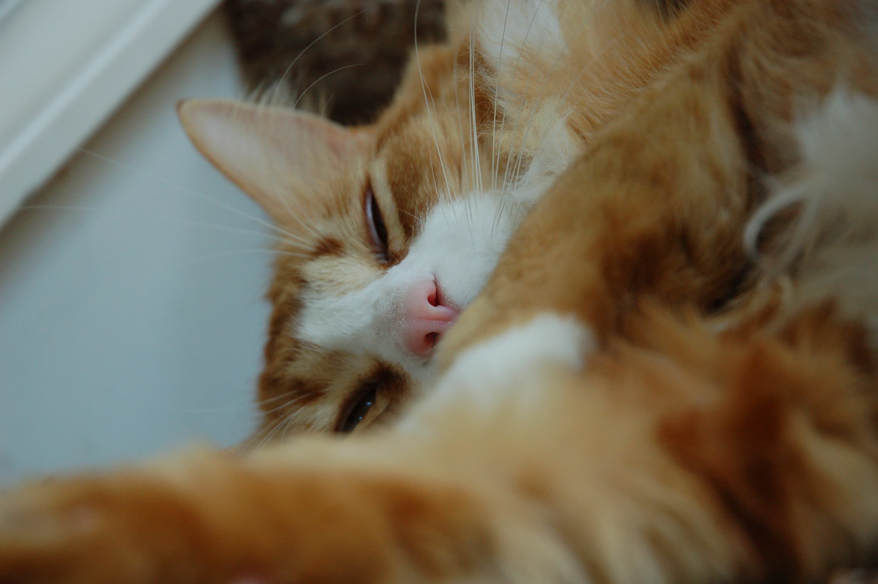 Orange tabby cat closeup (2)