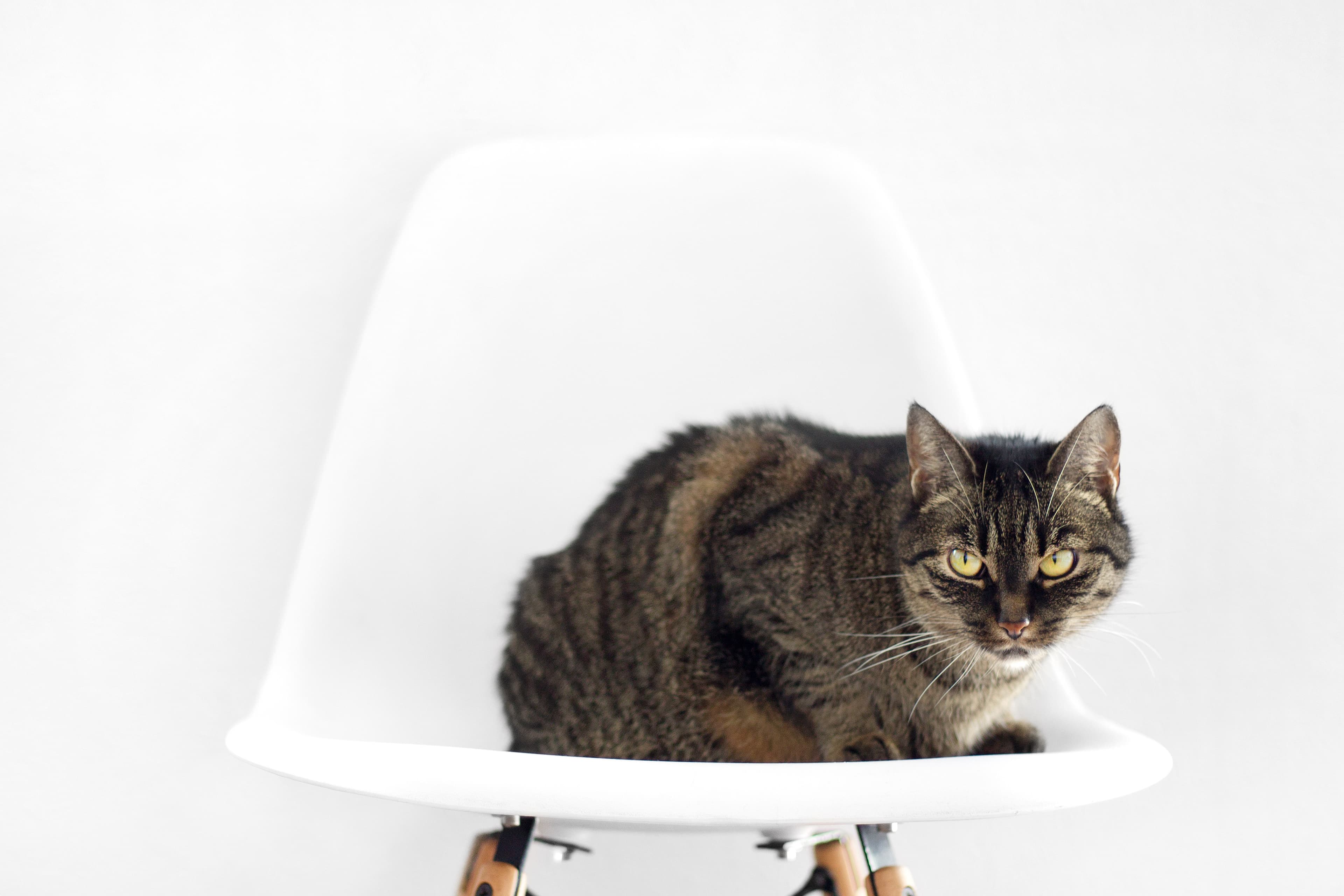 Tabby cat on a chair (Unsplash)