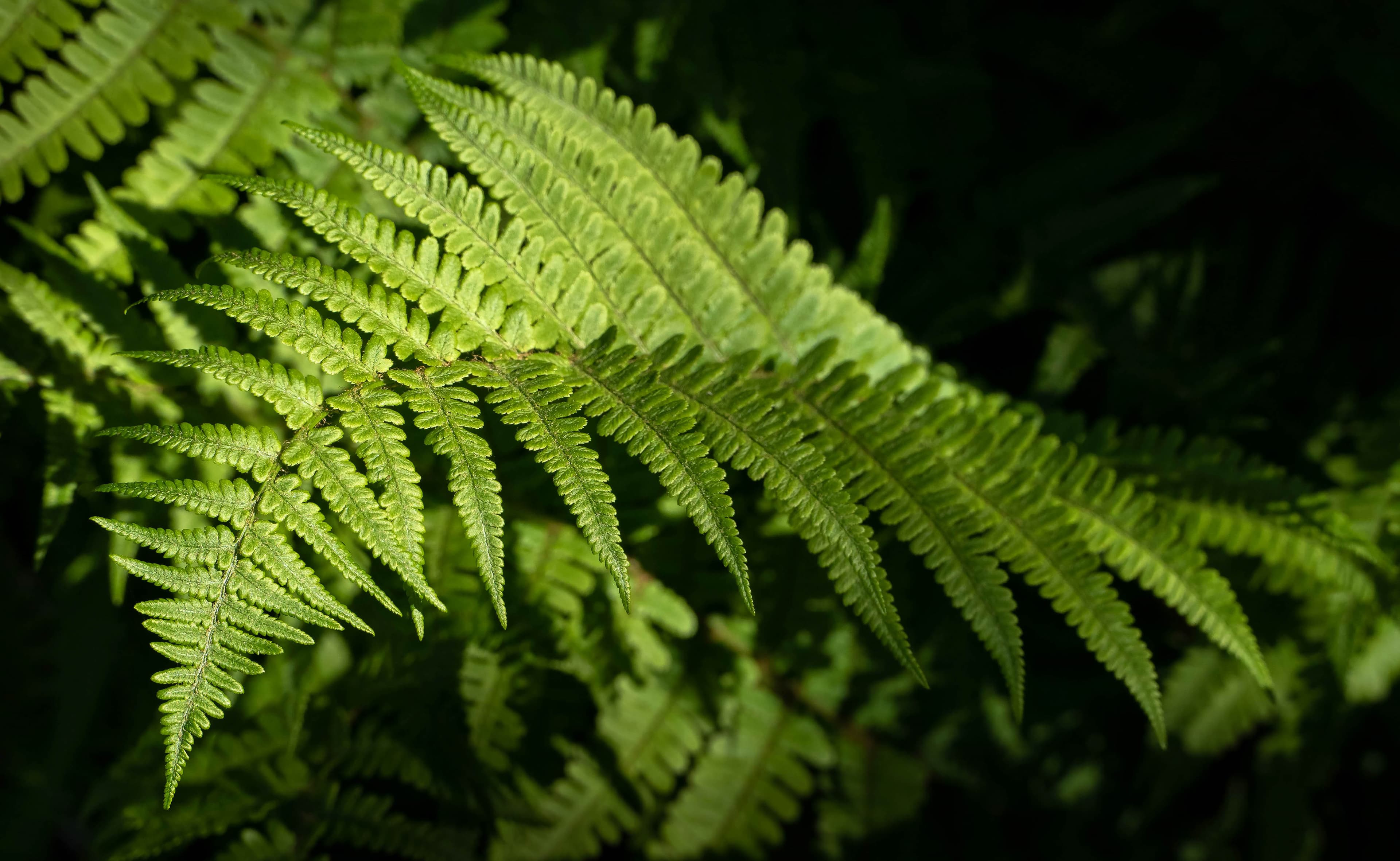 Lady fern at Myrstigen trail 1