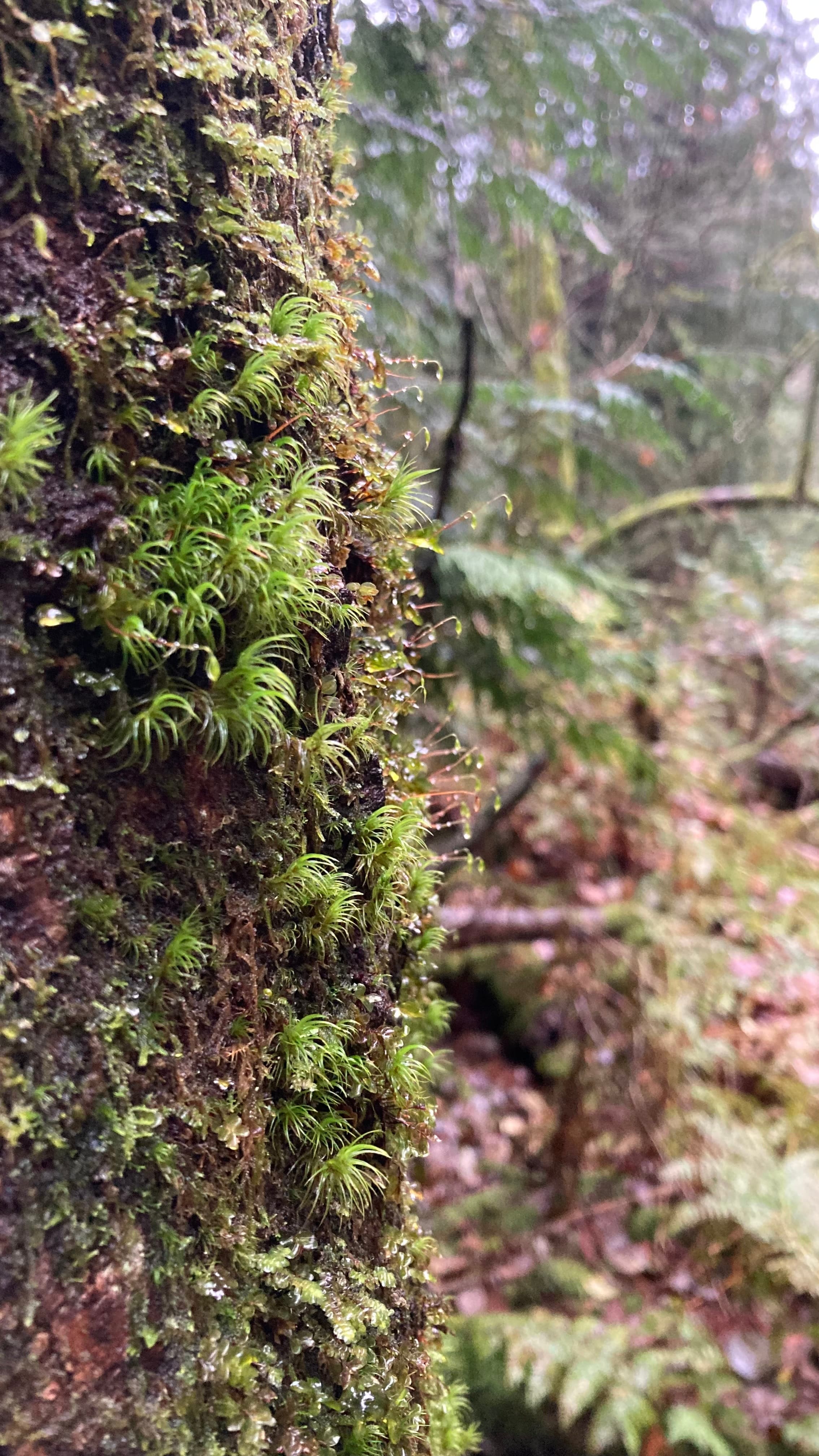 Pacific spirit moss dicranaceae