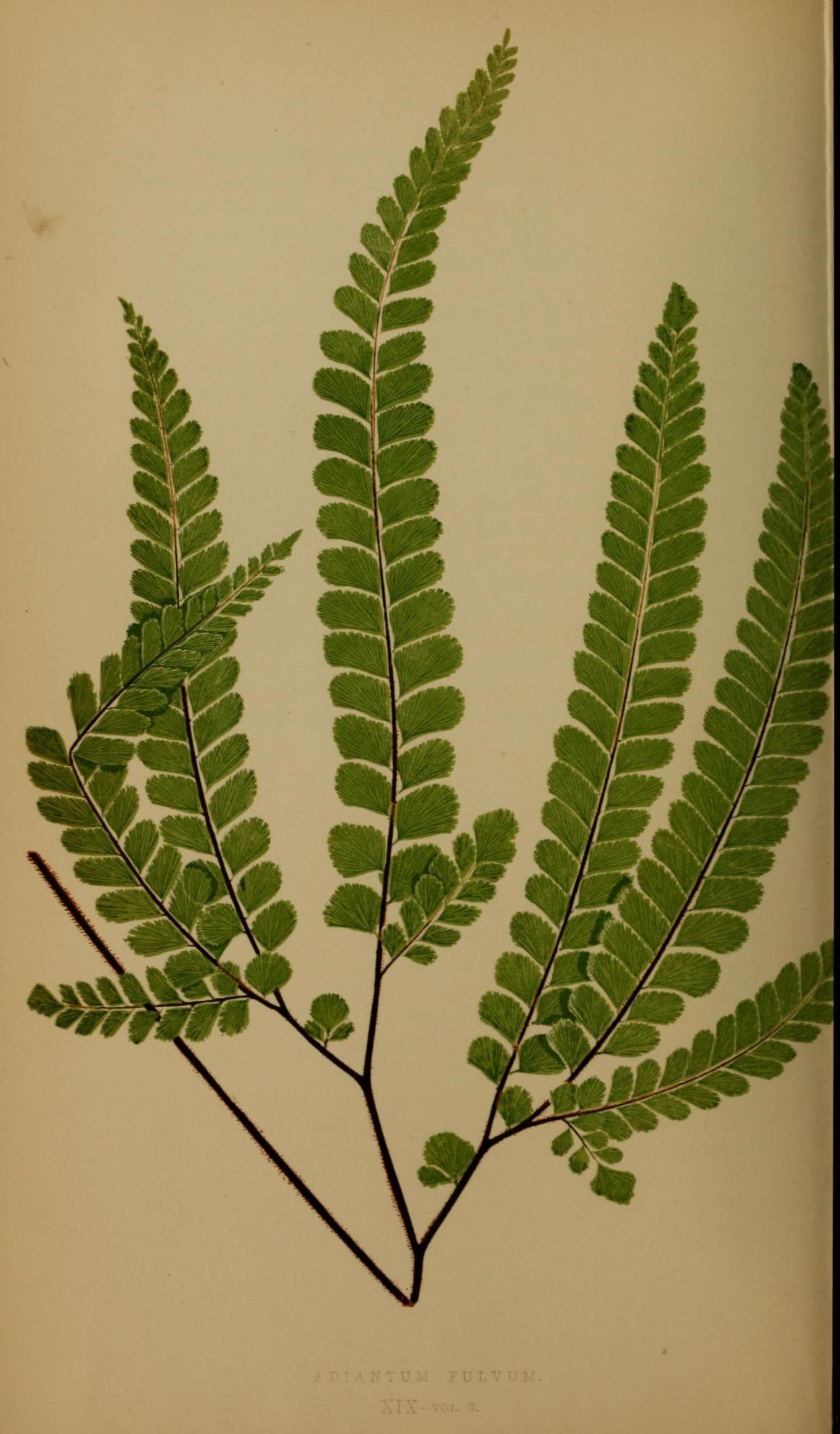 Ferns- British and exotic (10292064676)
