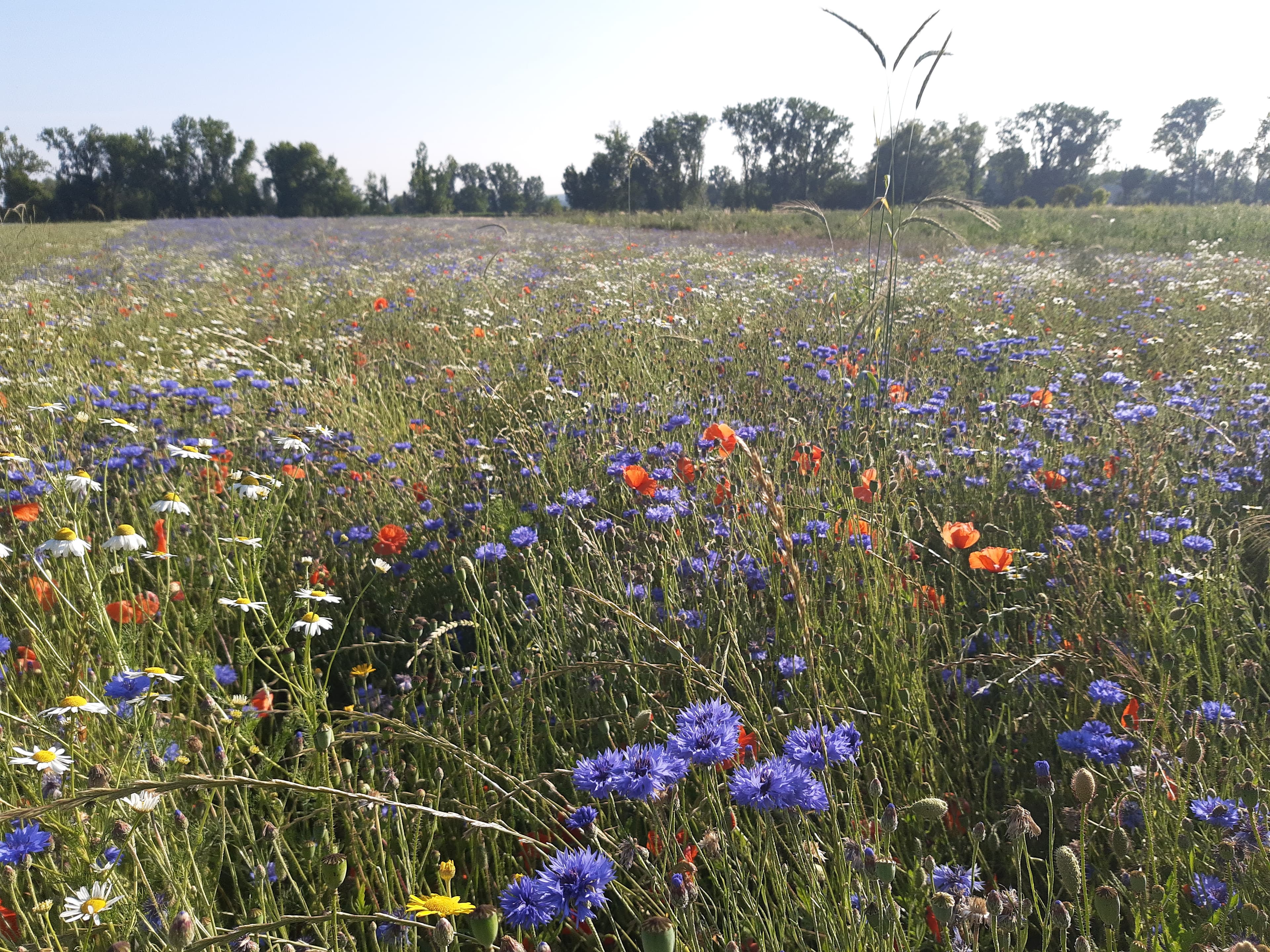 Field of wildflowers, Trebur