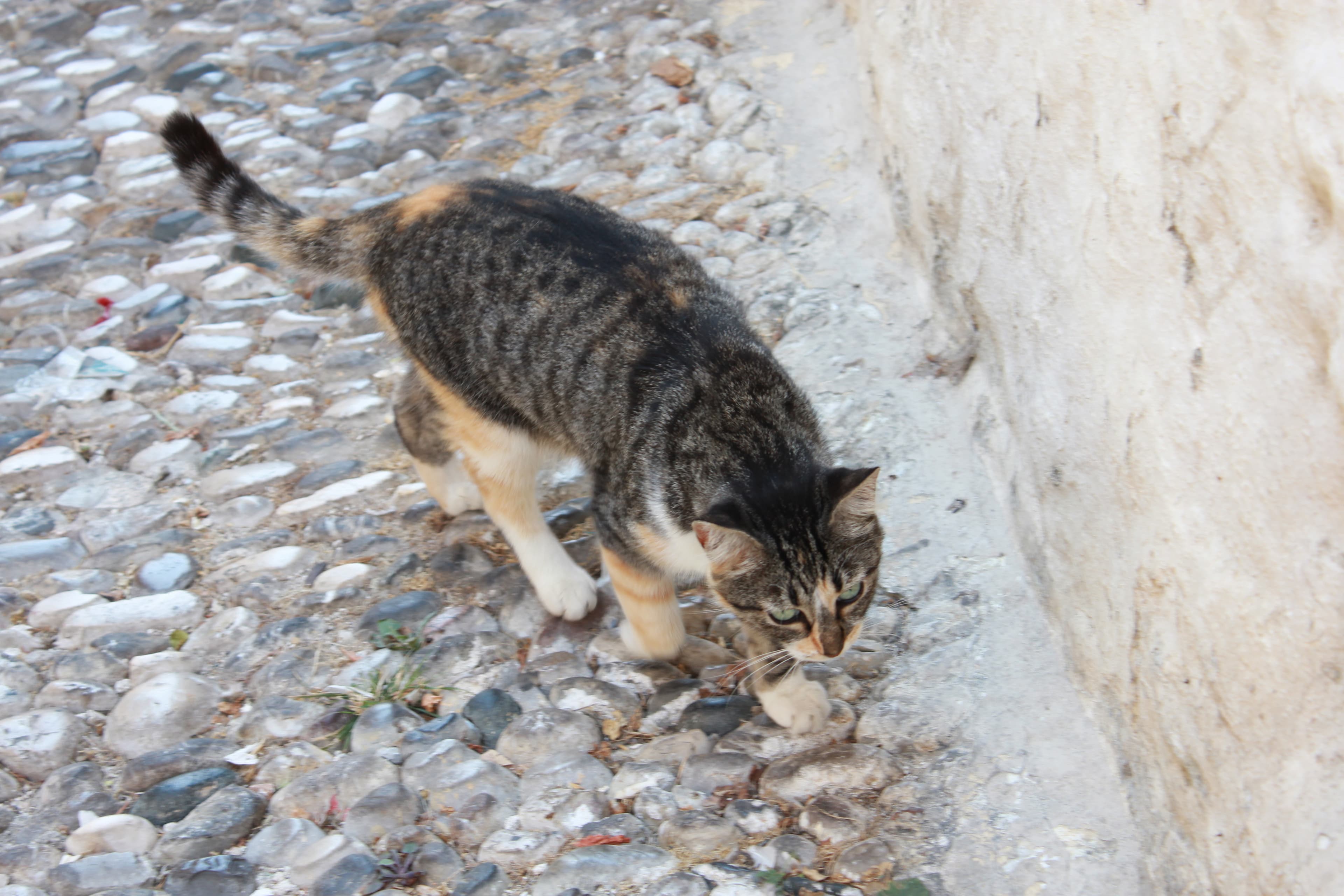 Cat on cobblestone in rhodes