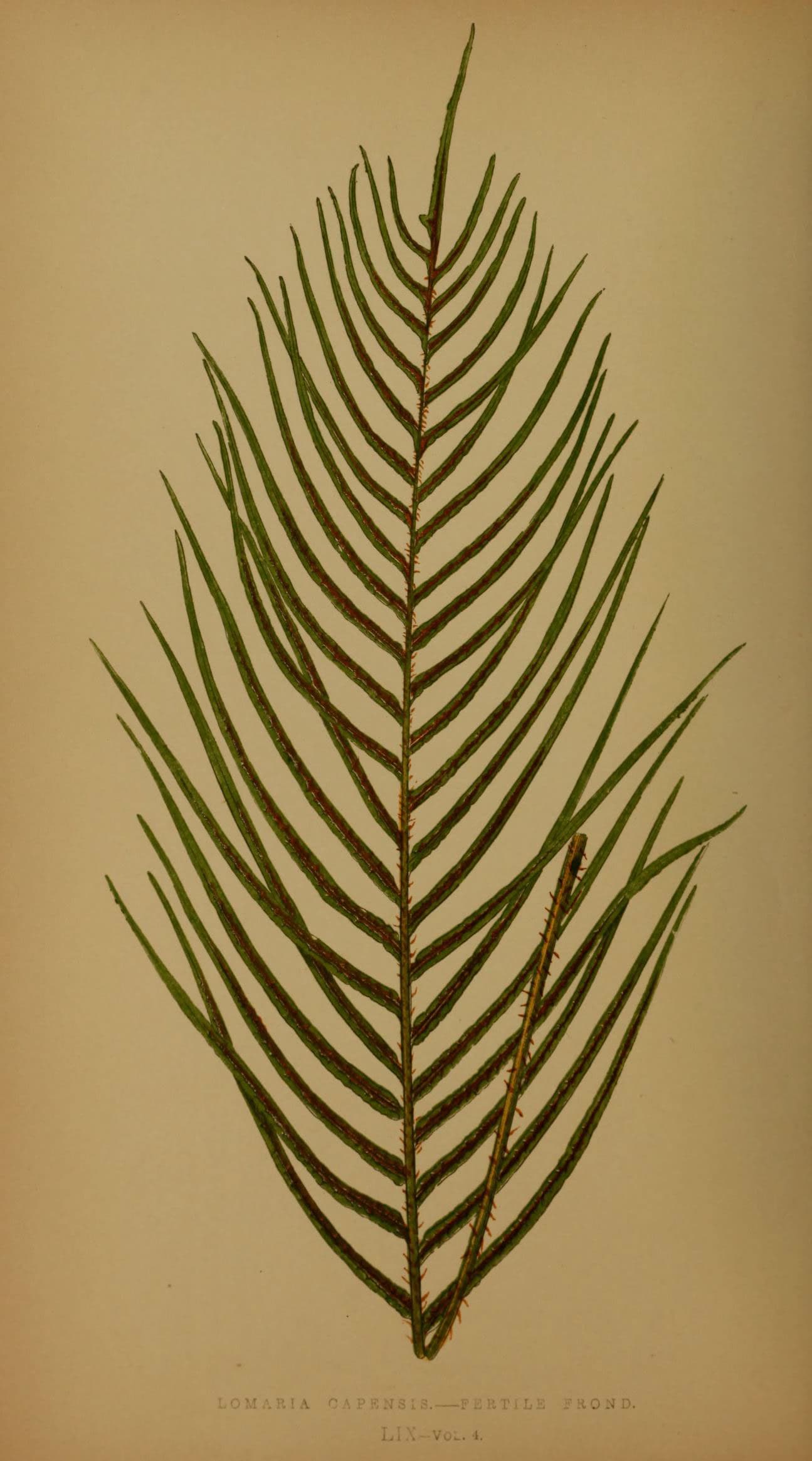 Ferns- British and exotic (5984876229)