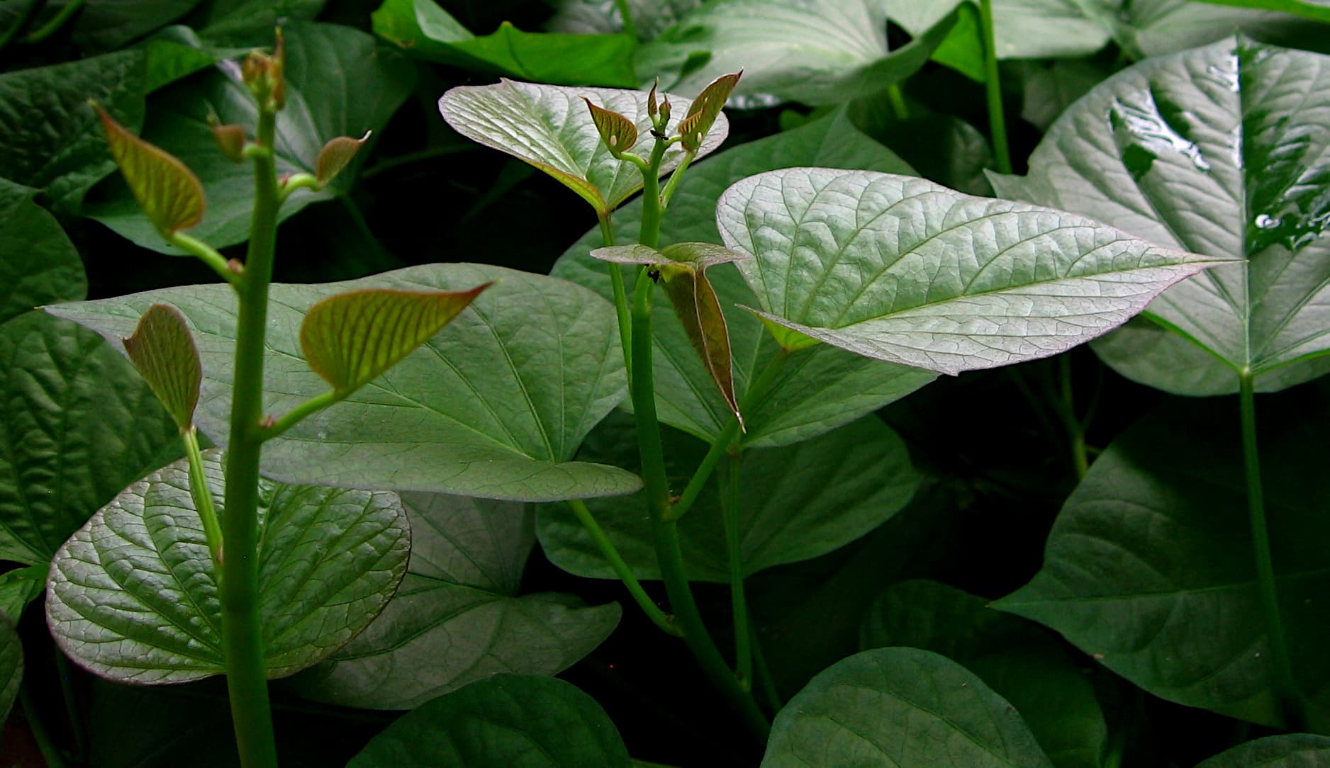 Ipomoea batatas Convolvulaceae
