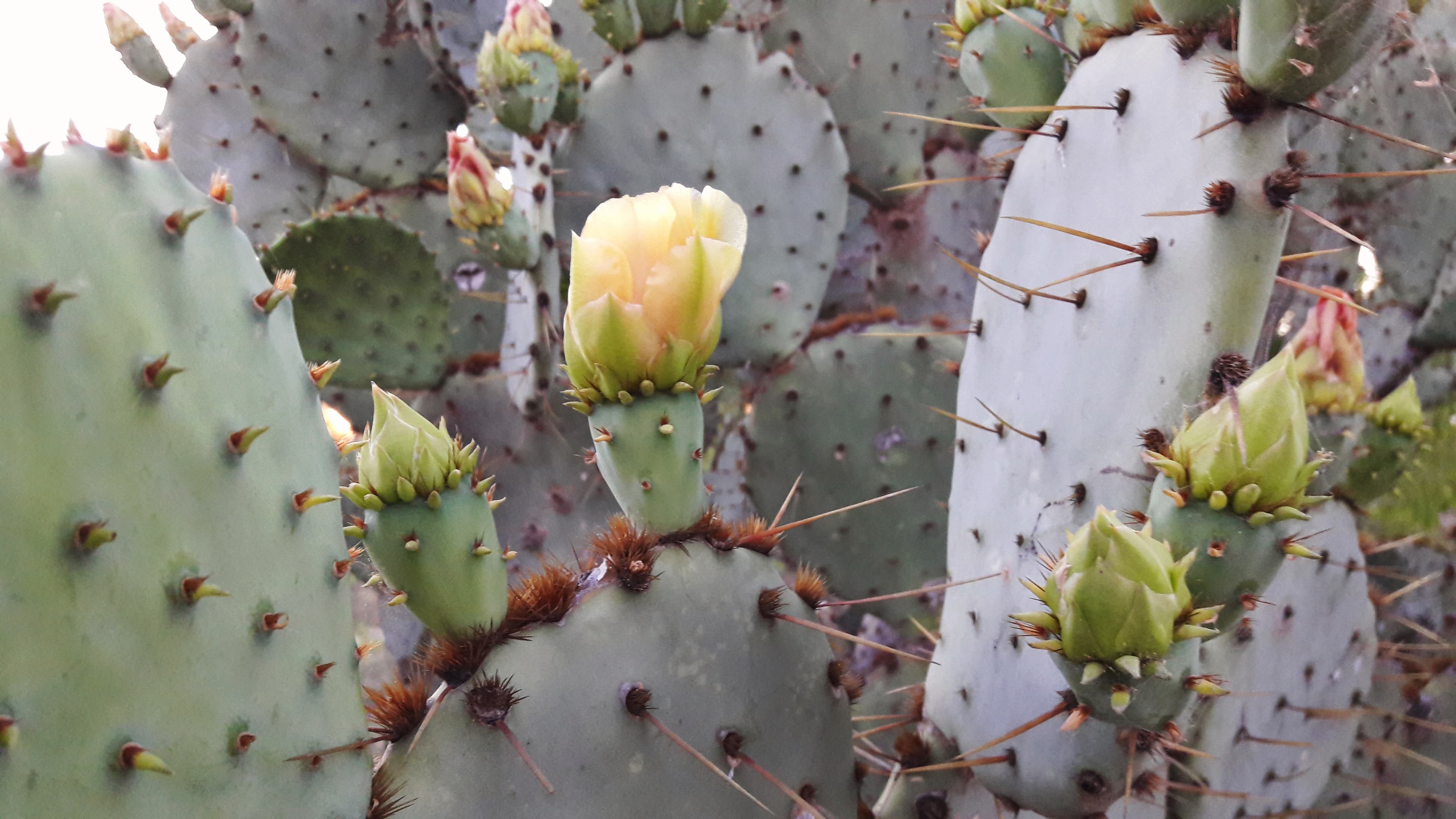 Nopal Cactus with flower