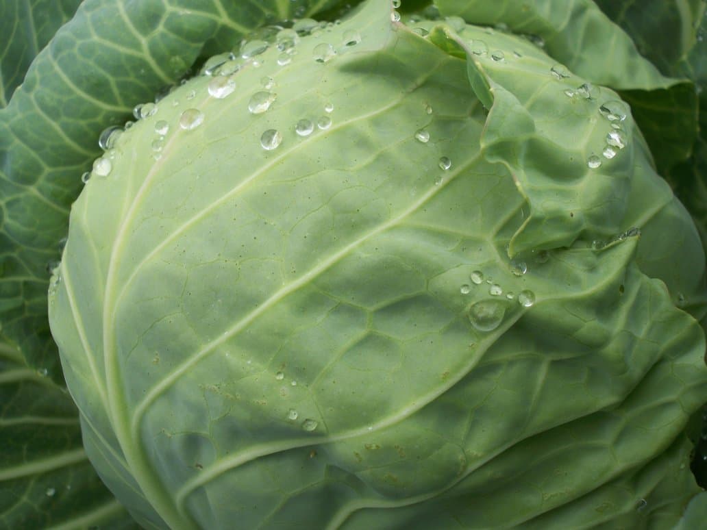 Drops on cabbage 2