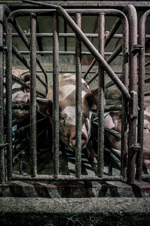 Pig in cage