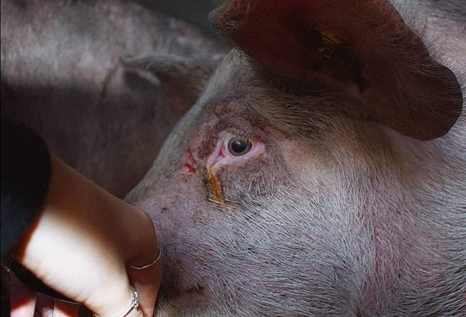 Pig in slaughter truck 2