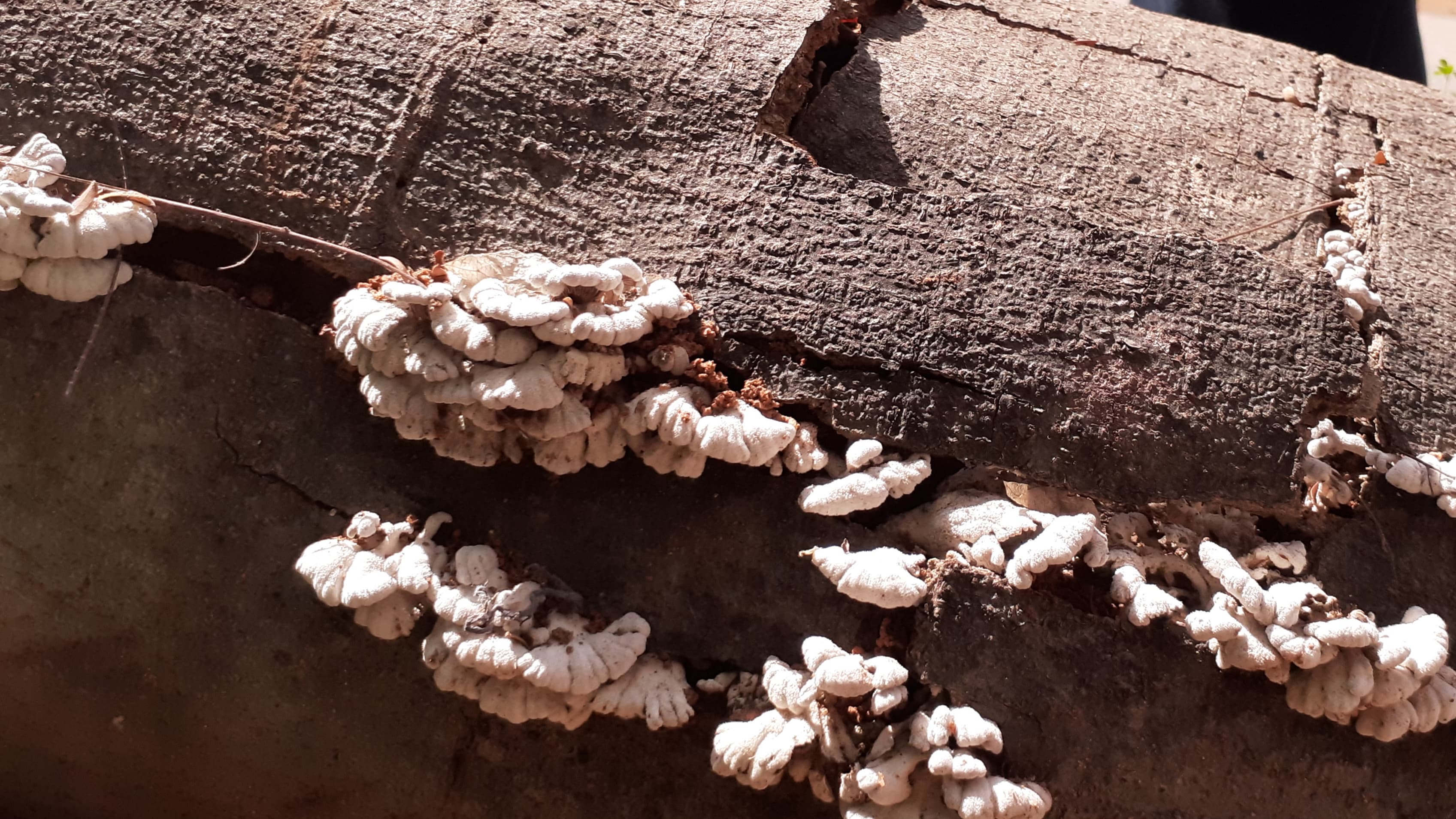 Wood decay fungus