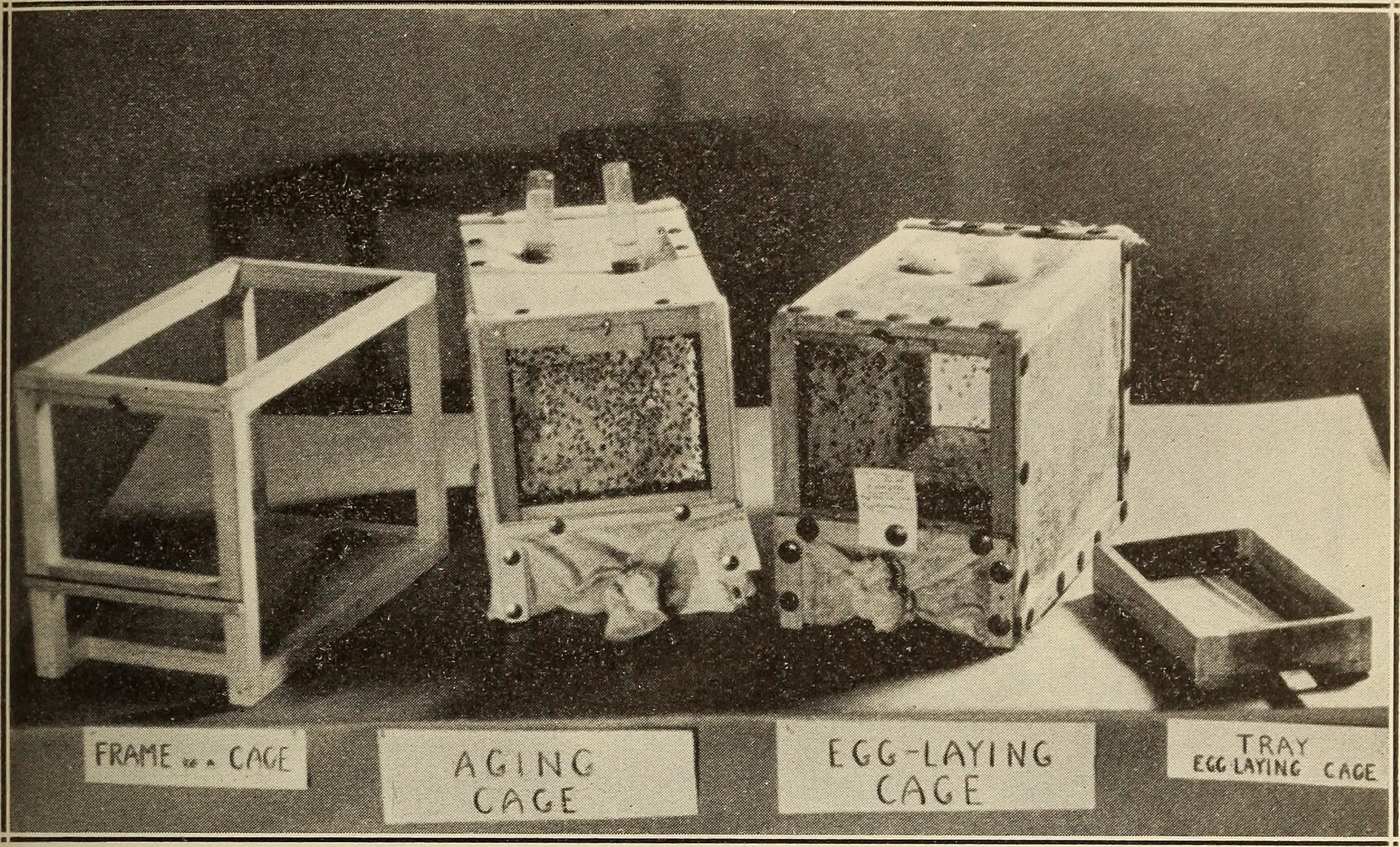 Annual report (1938) (18243257549)