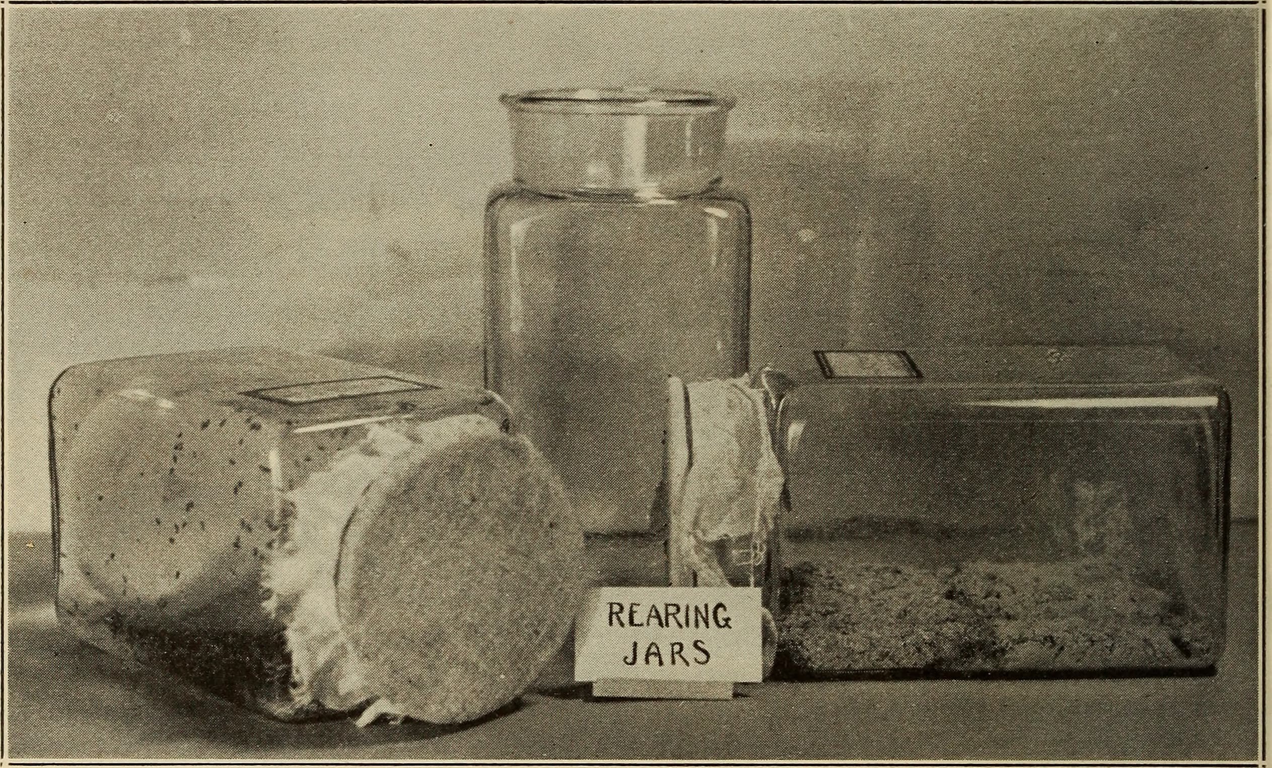 Annual report (1938) (18243261119)