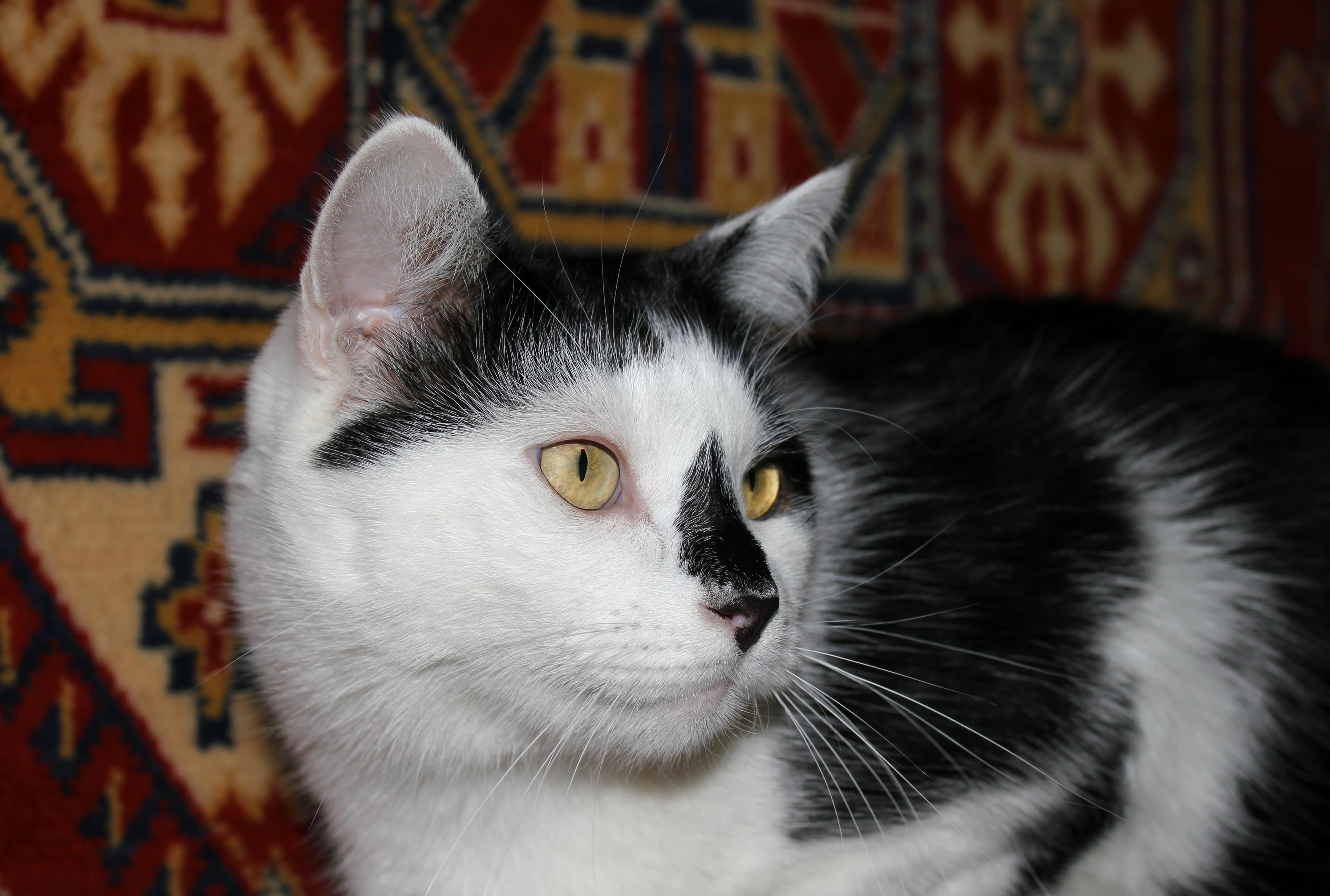 Domestic cat 2011 G01