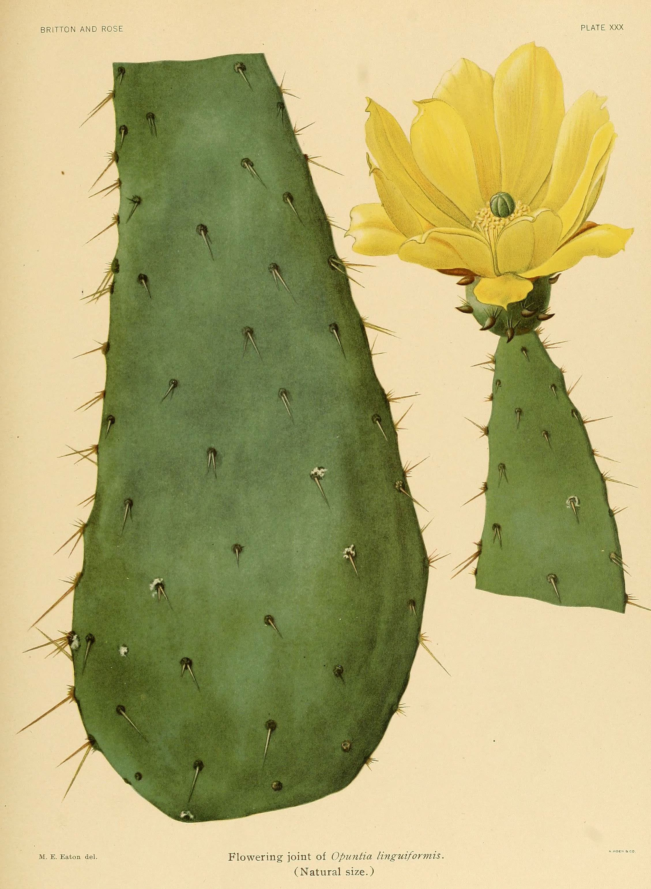 The Cactaceae (Plate XXX) (6025954653)