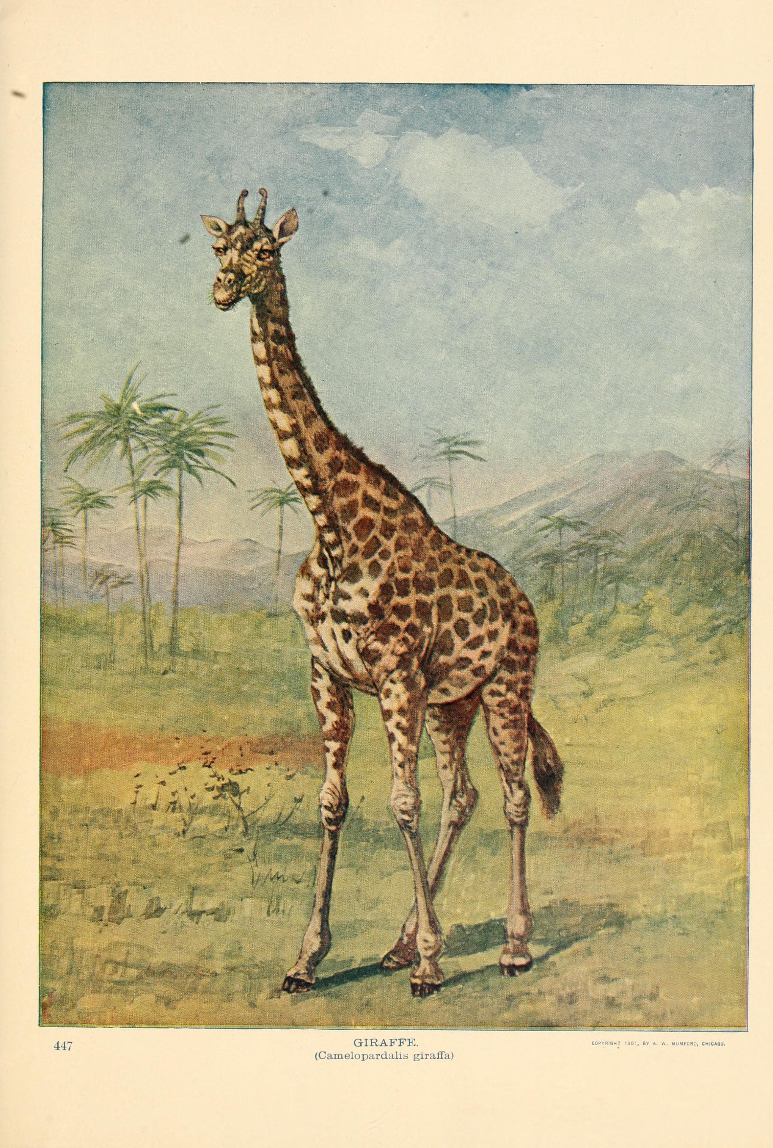 Birds and nature (1901) (14569095497)
