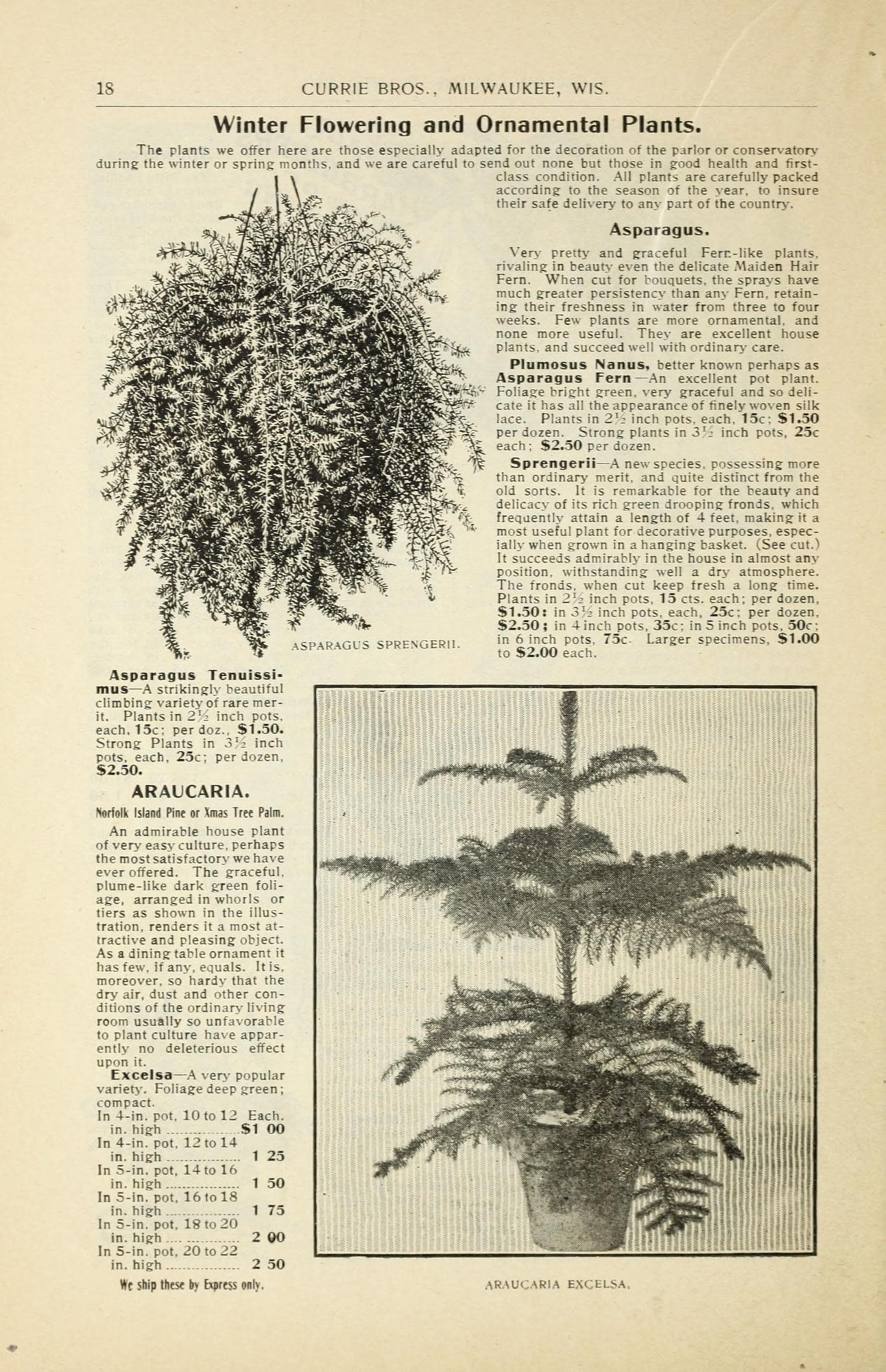 Bulbs and plants (16386642531)
