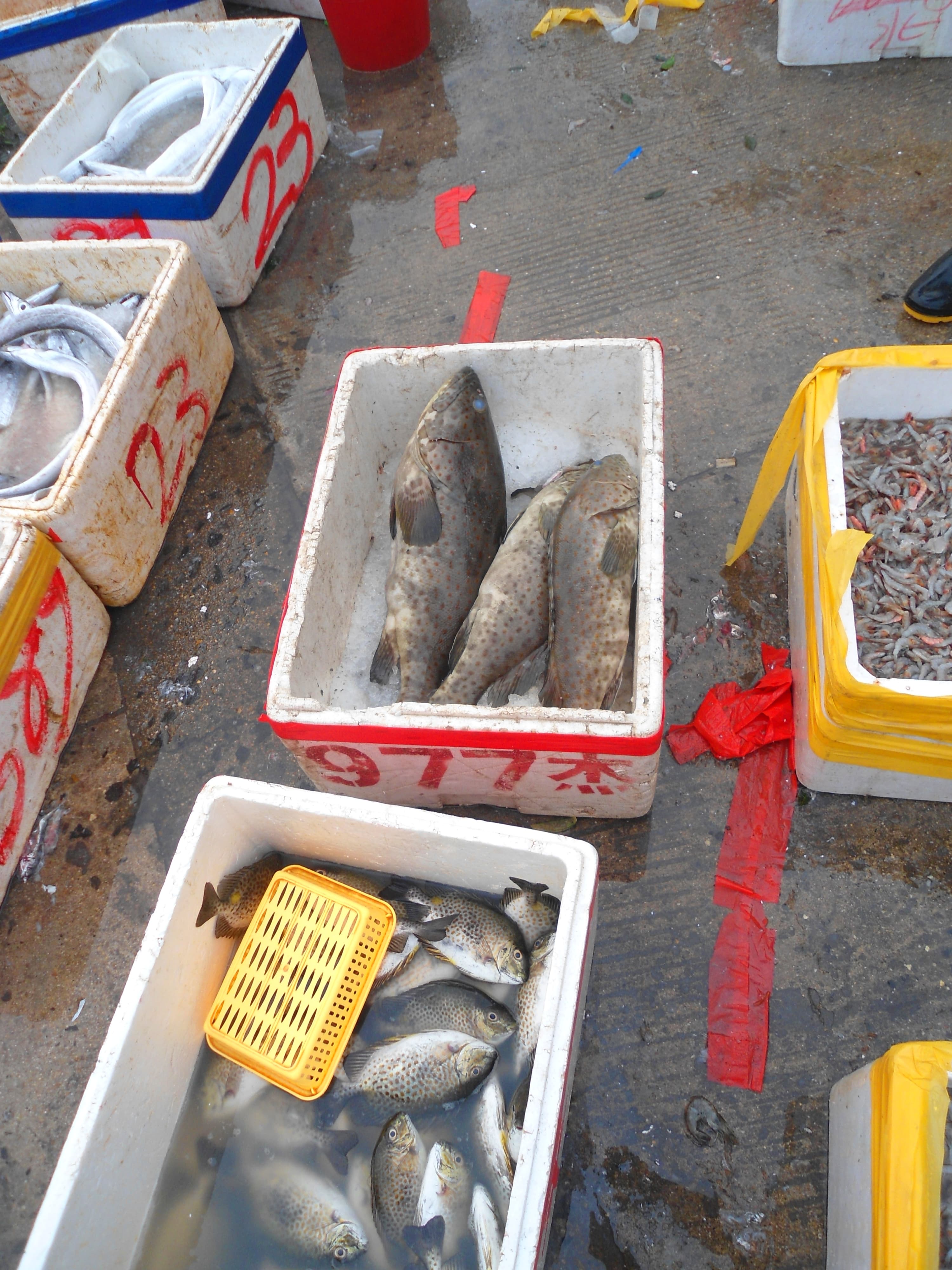 Wholesale fish market at Haikou New Port - 03