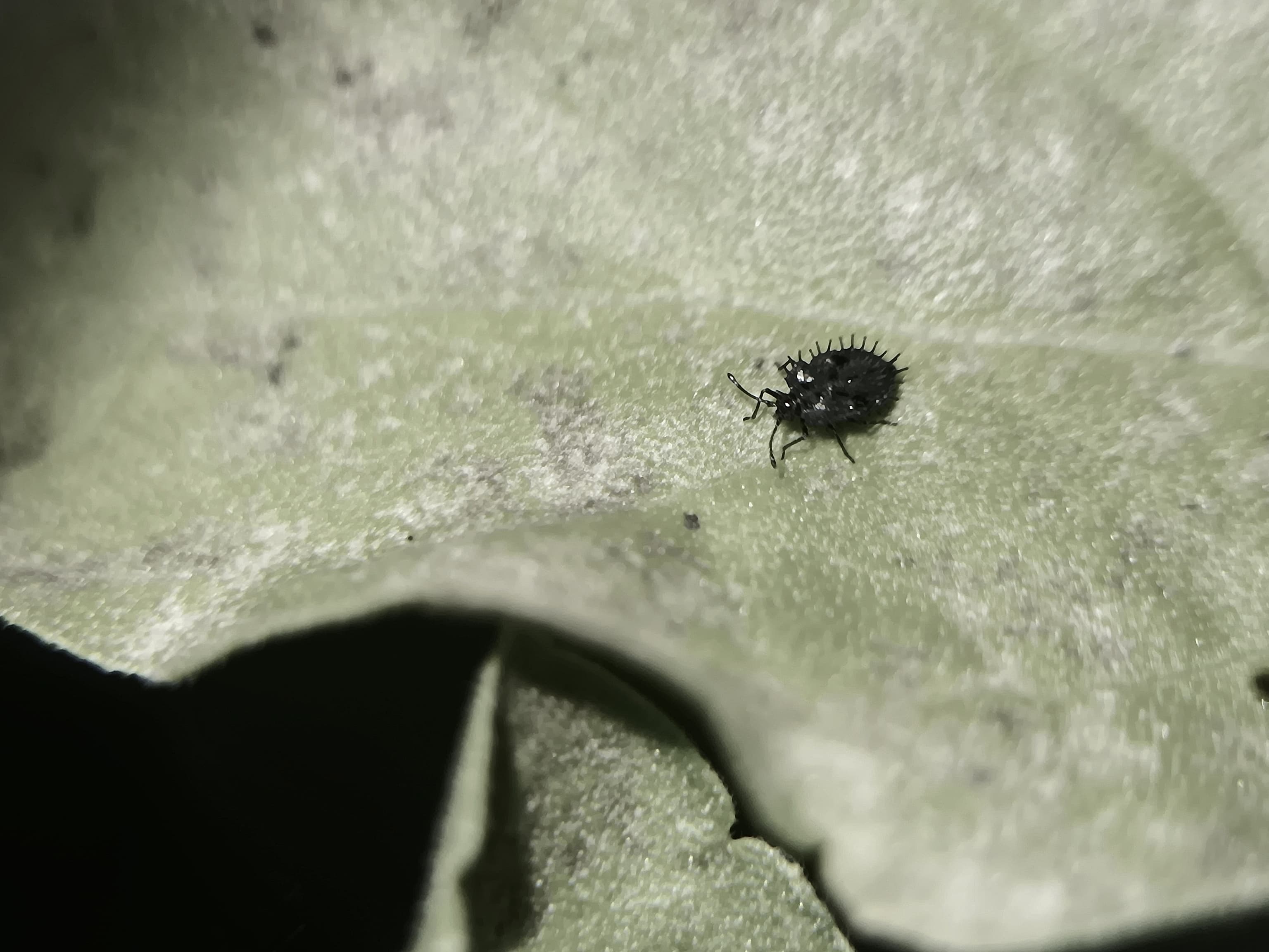 Insect on a leaf 🌿