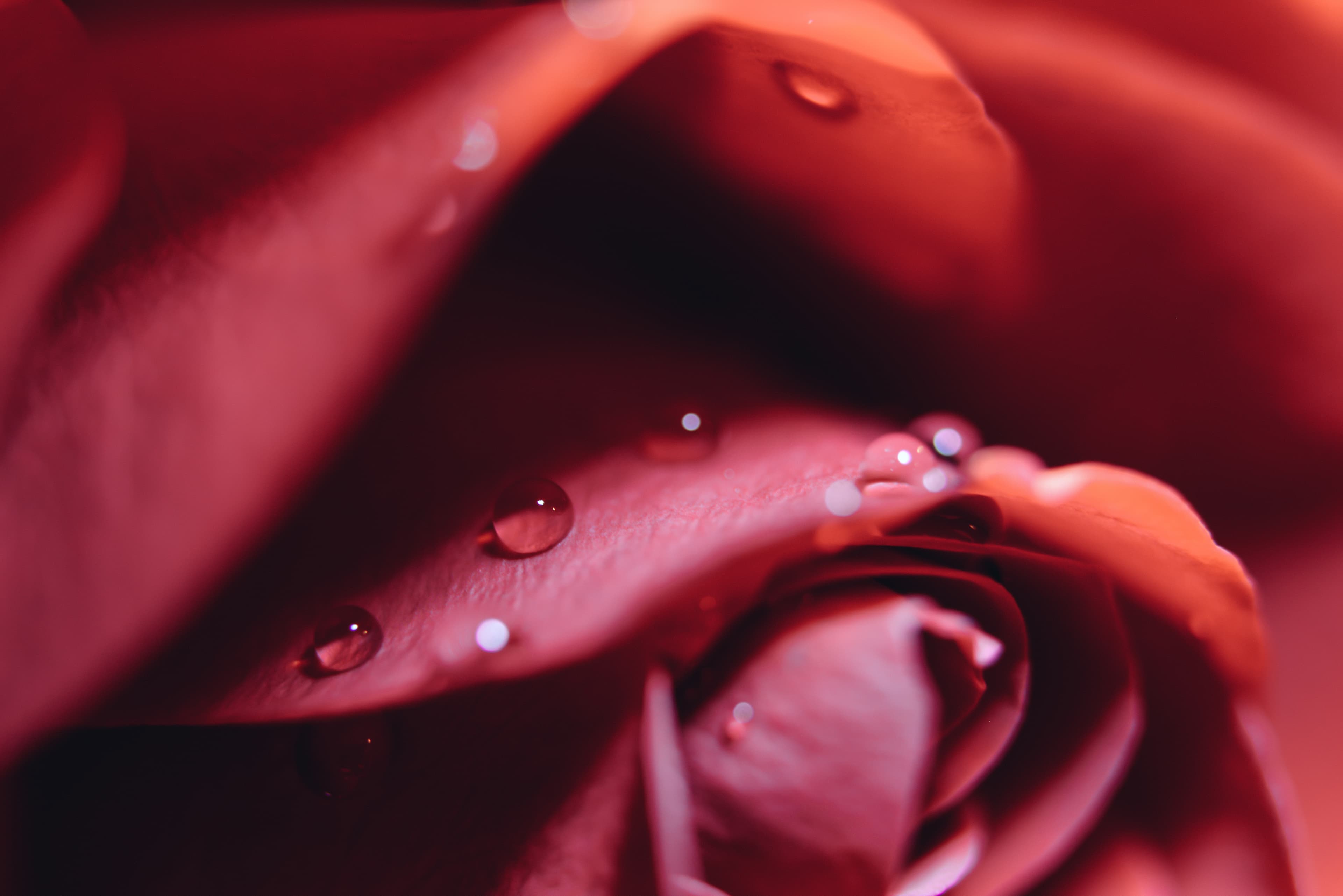 Red rose (Unsplash)