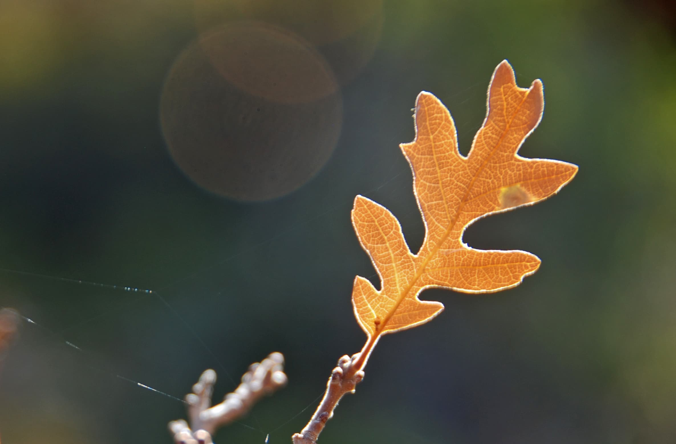 Oak Leaf Veins (16194689530)