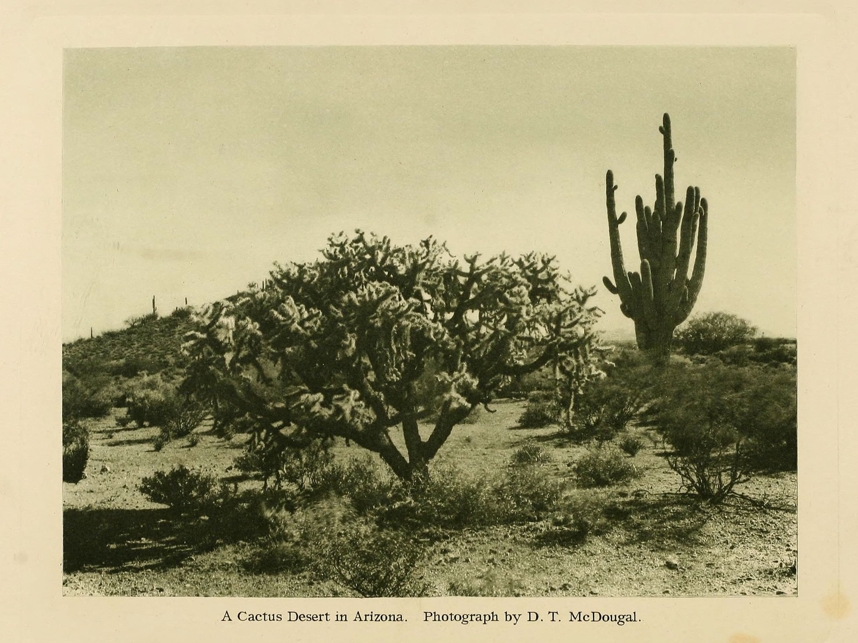 The Cactaceae (Figure) (6026500760)