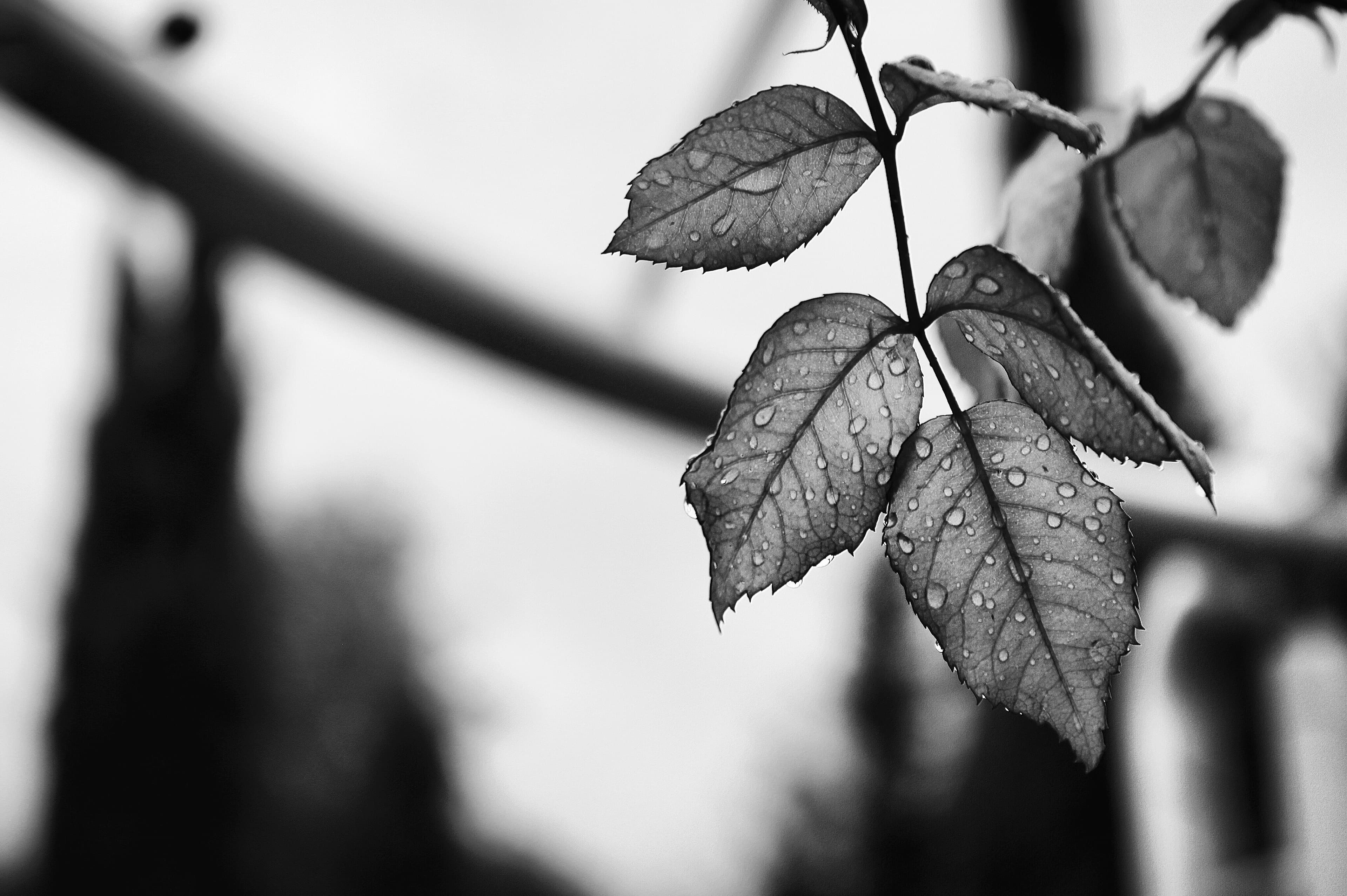 Water on leaves in Karmiel (Unsplash)