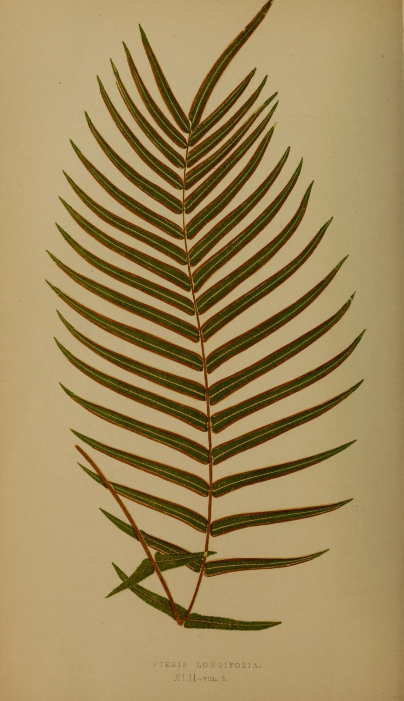 Ferns- British and exotic (10292157435)