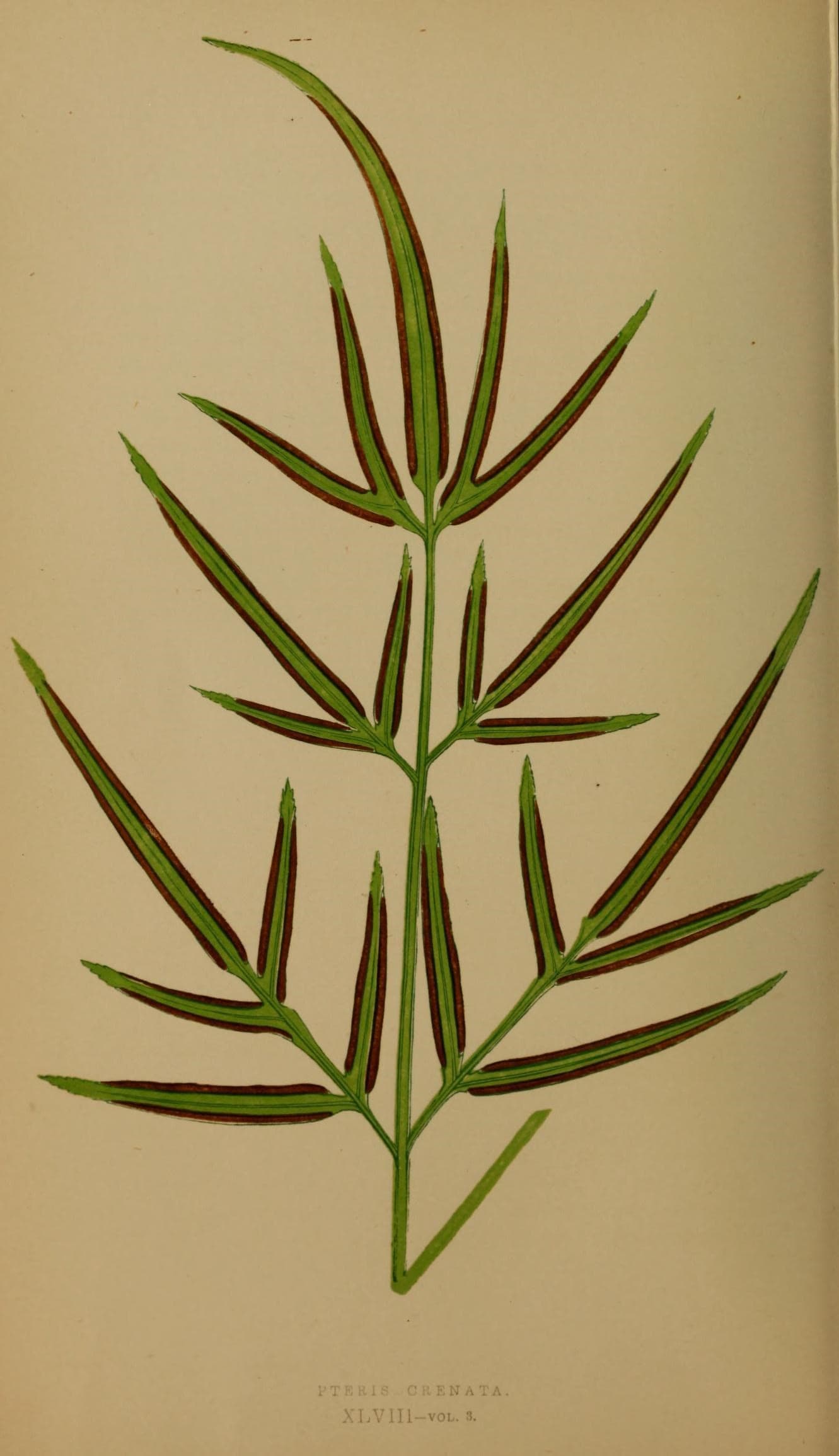 Ferns- British and exotic (10292178825)