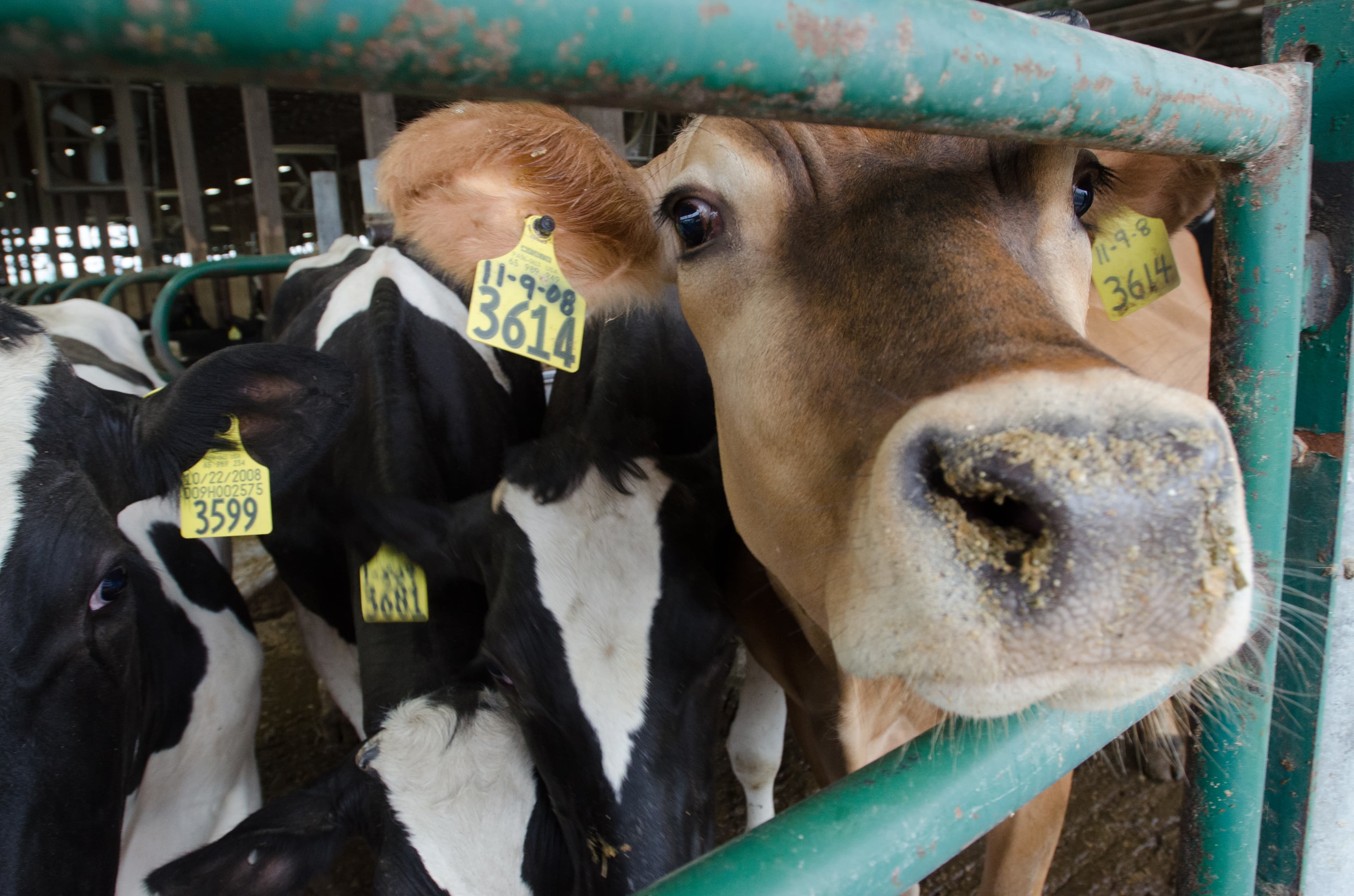 Animals (20110419-RD-LSC-0509)