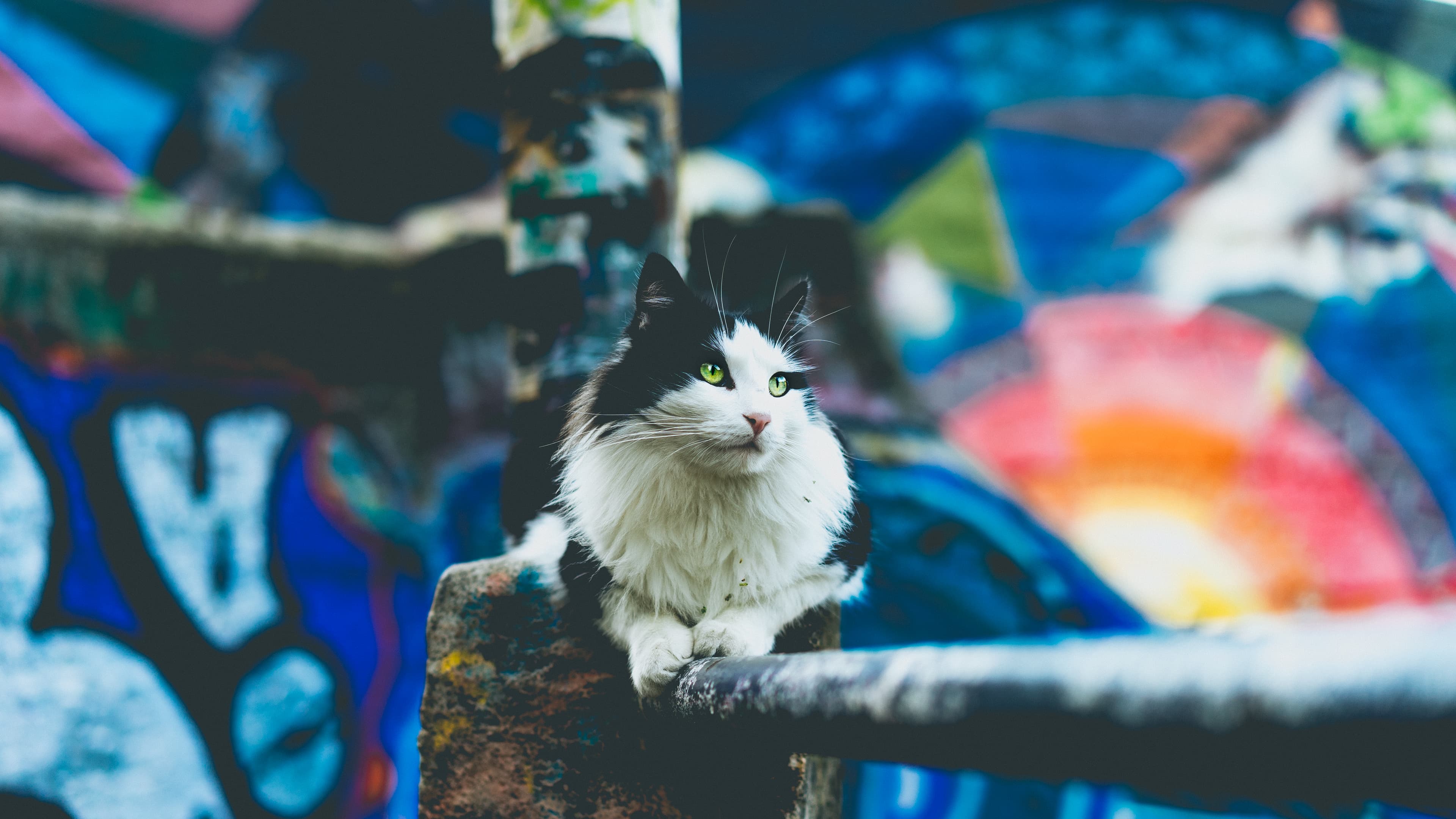 Cat and street art (Unsplash)