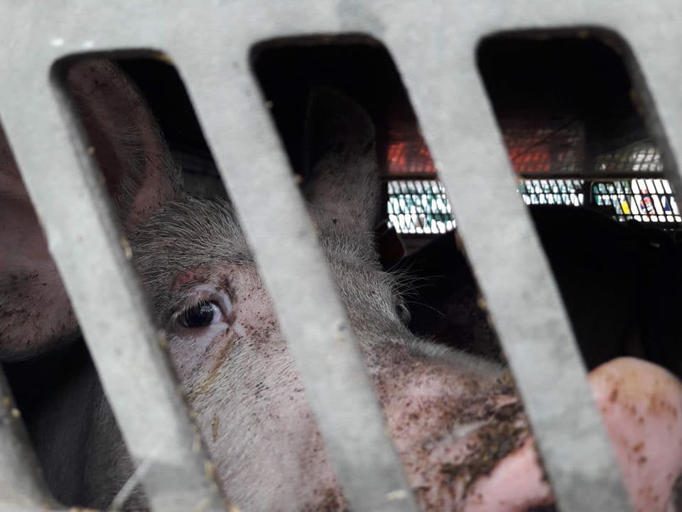 Sad pig in slaughter truck 2