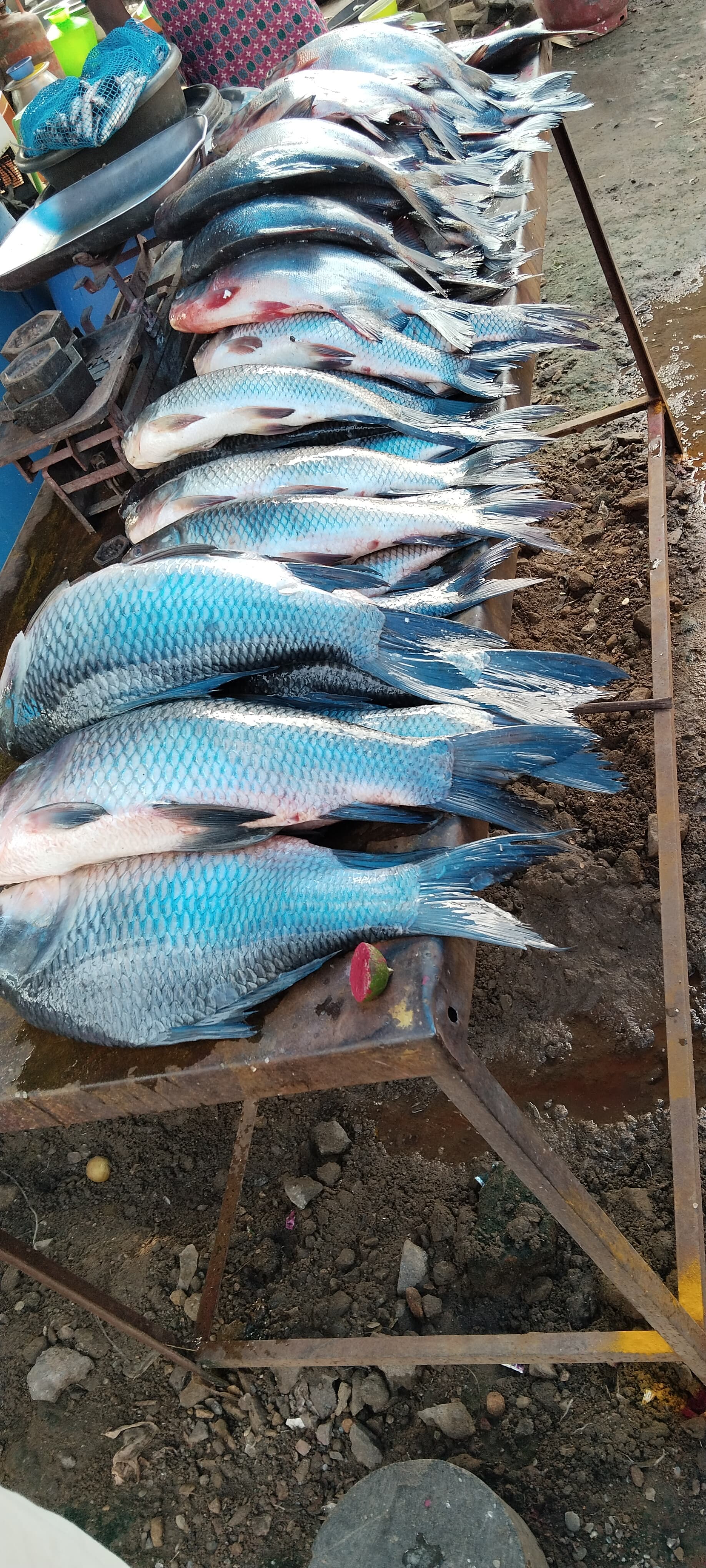 This fish market (mettur)