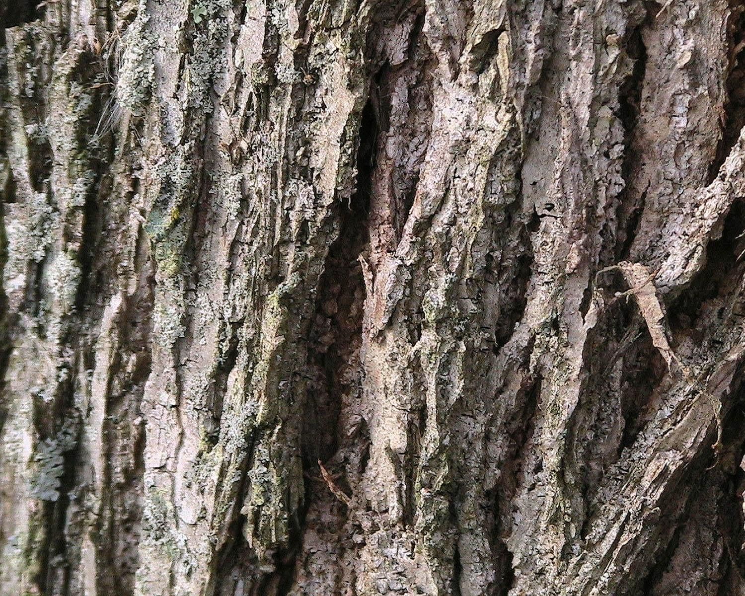 Walnut tree bark