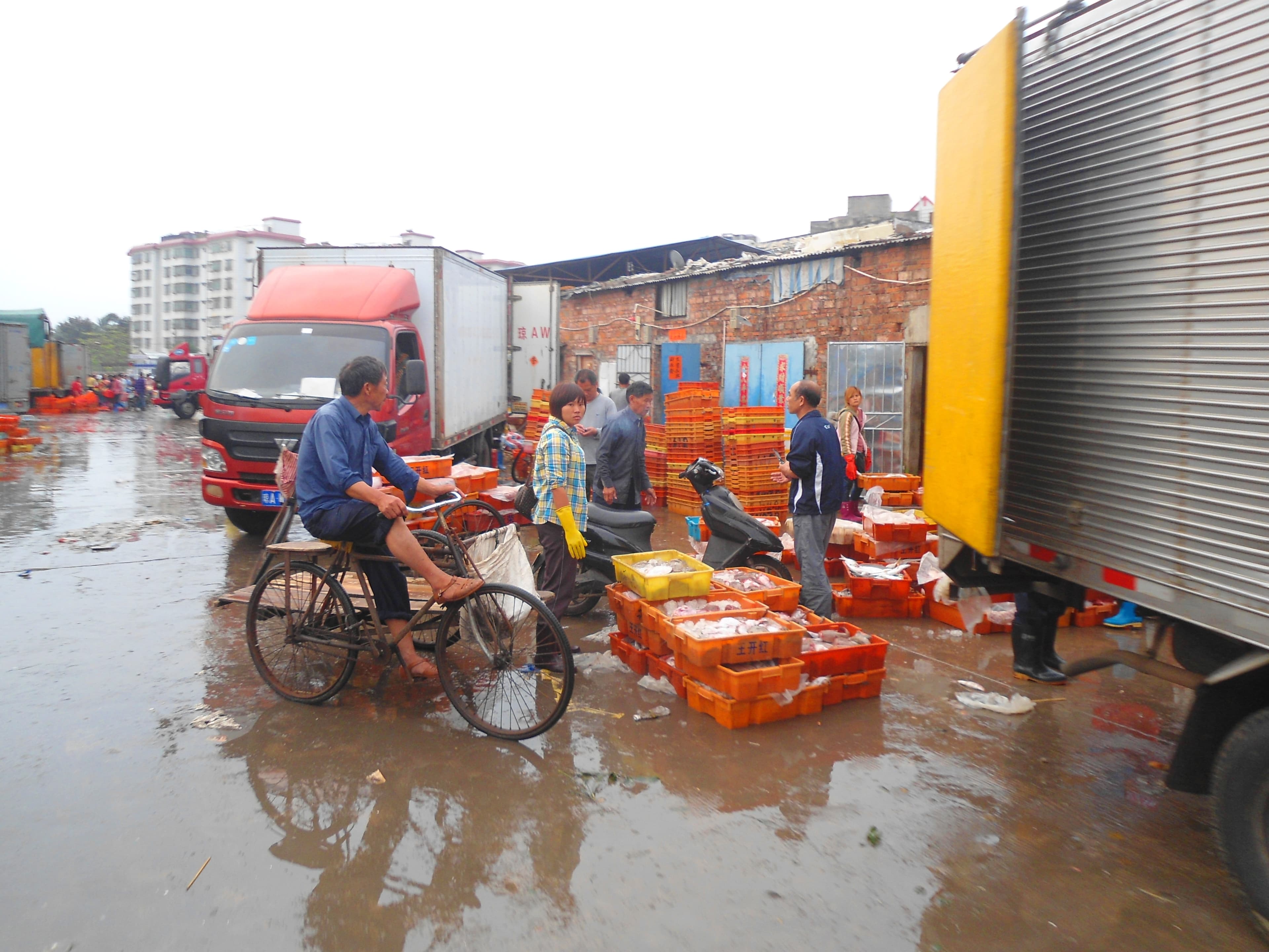 Wholesale fish market at Haikou New Port - 10