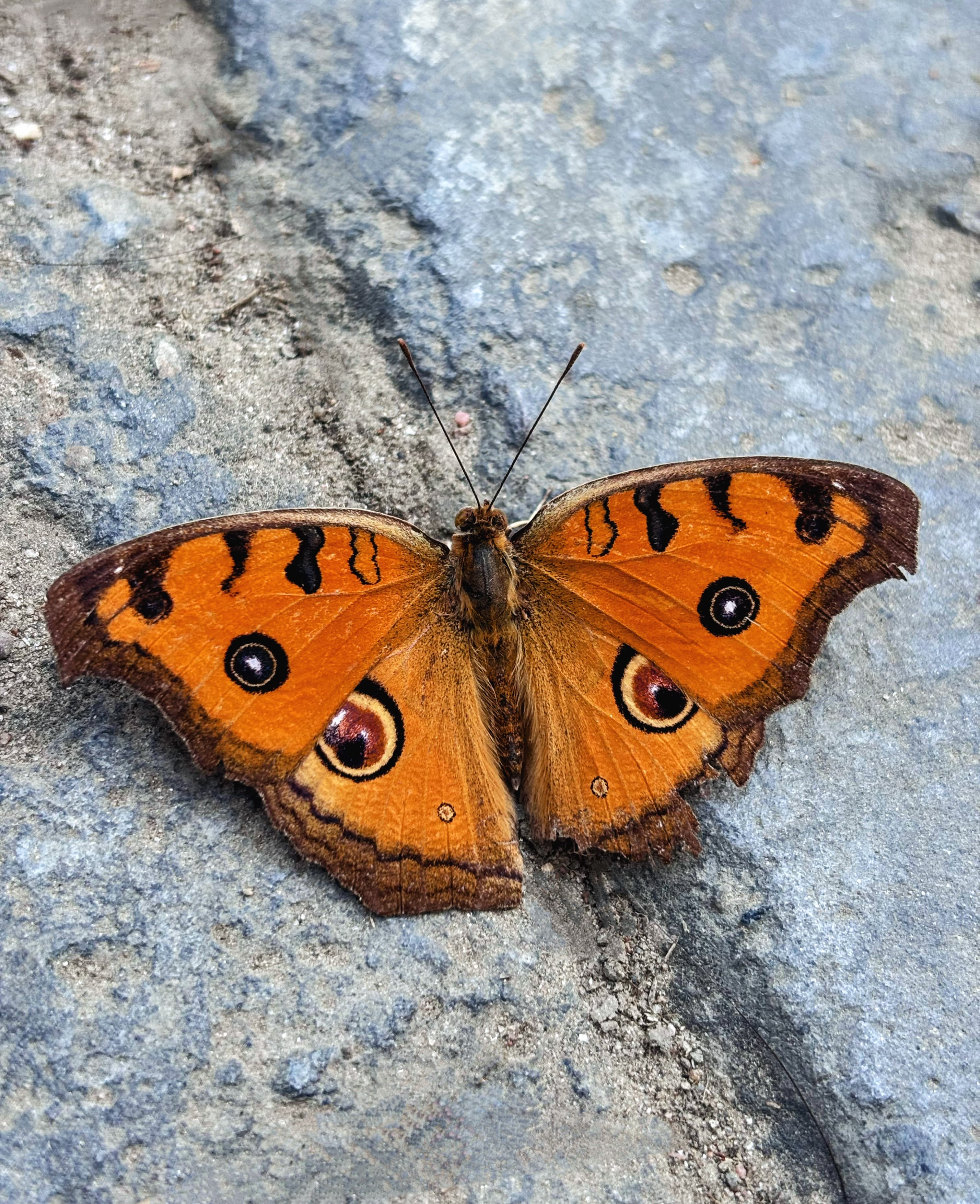 Butterfly from butterfly garden-lucknow zoo