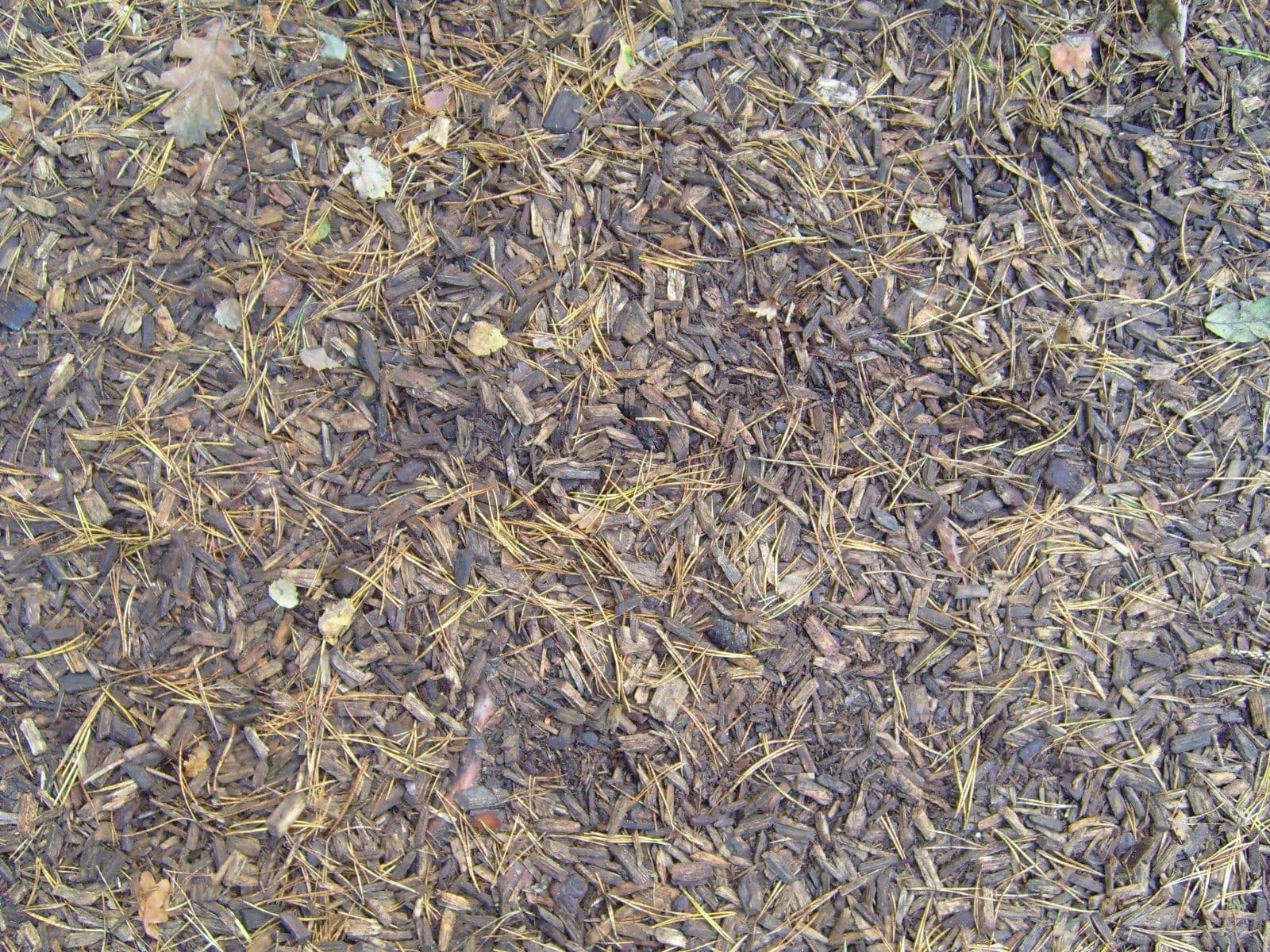 Forest ground wood chips pine needles